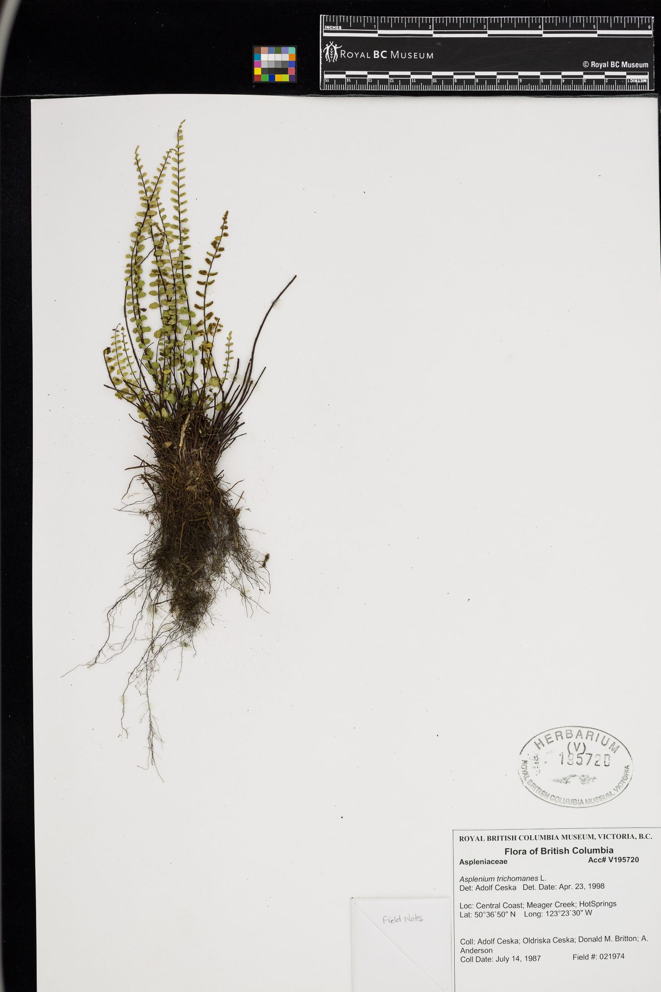 Image représentant Asplenium trichomanes