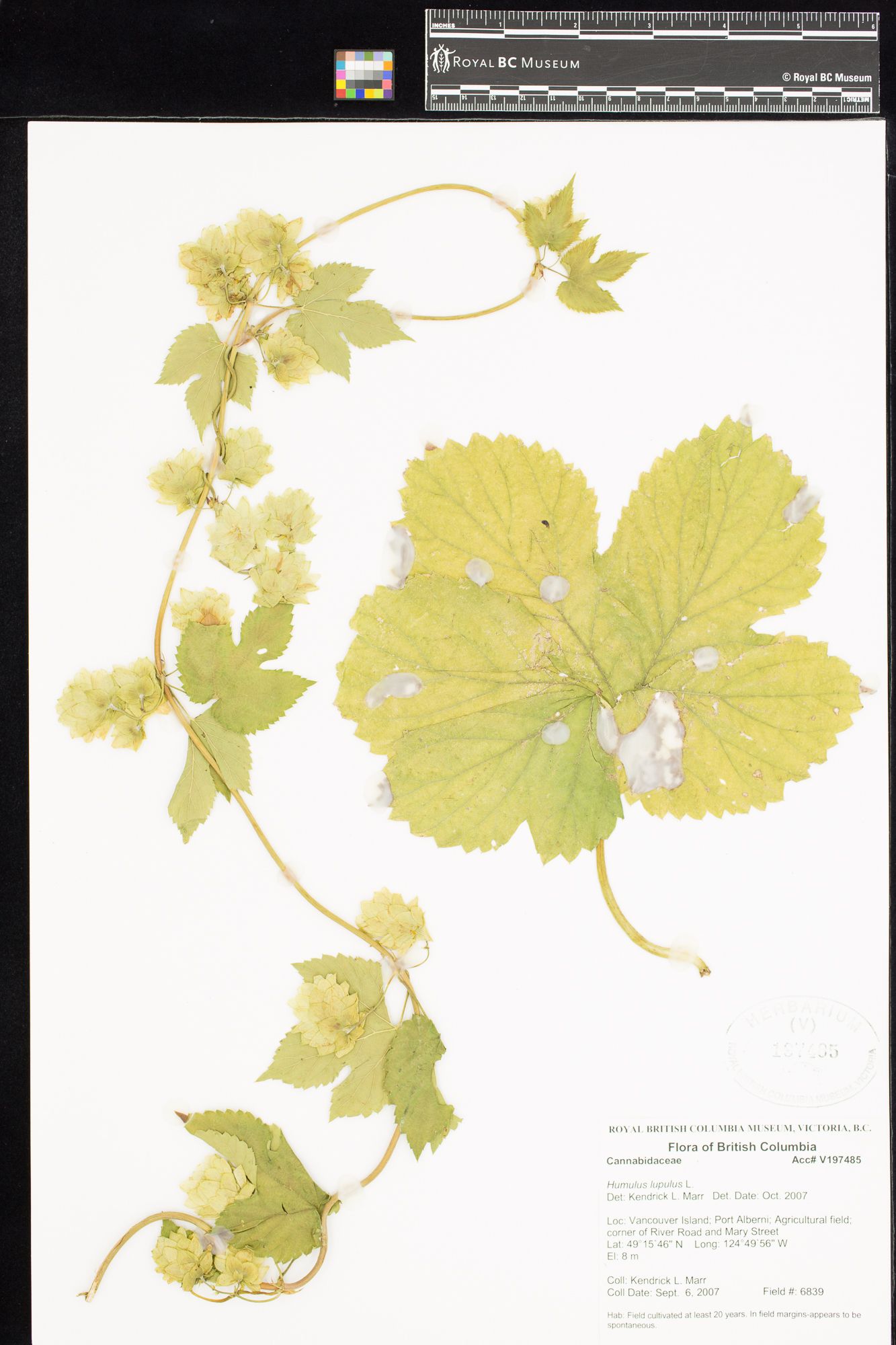 Image représentant Humulus lupulus