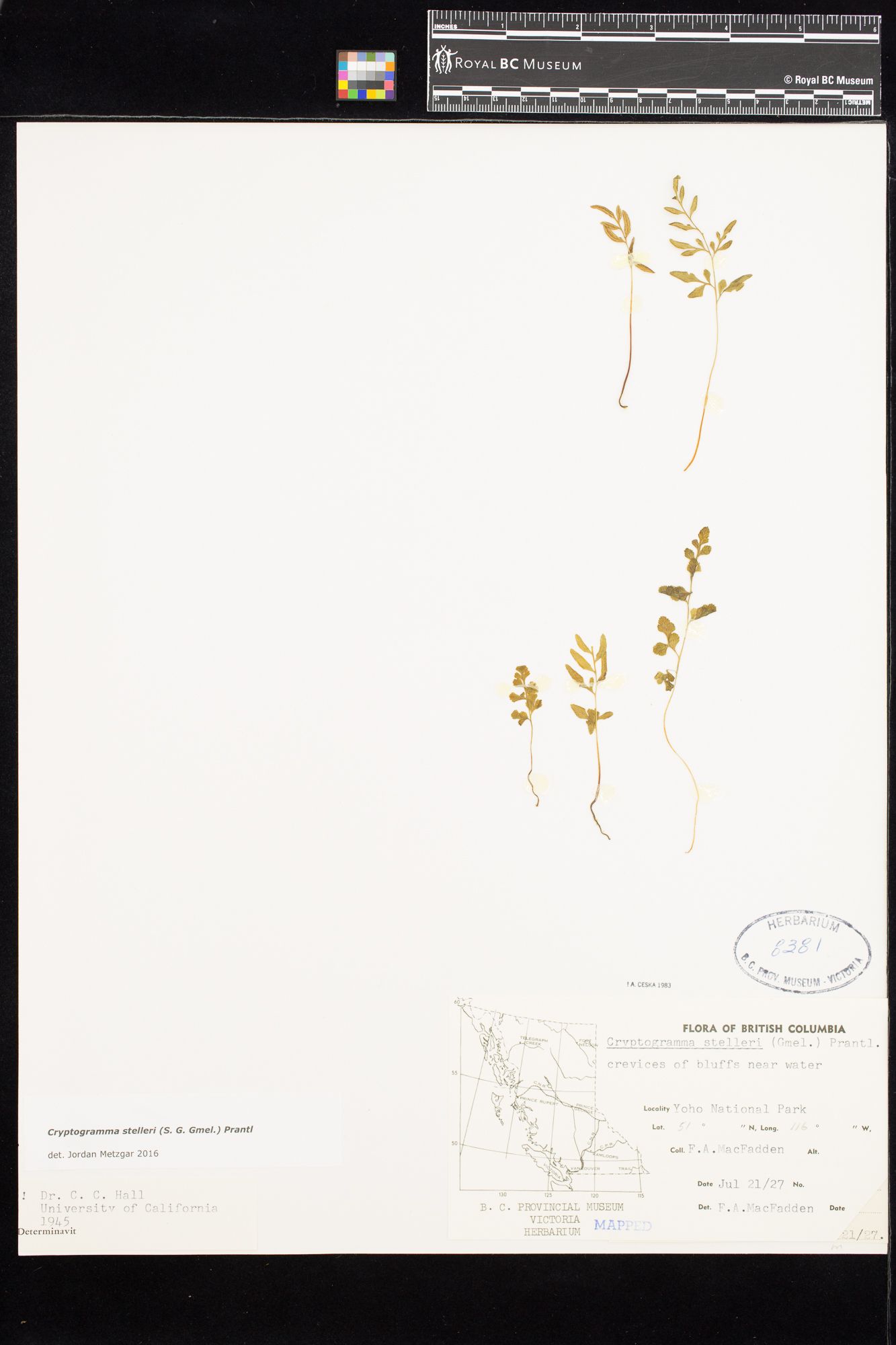 Image representing Cryptogramma stelleri.