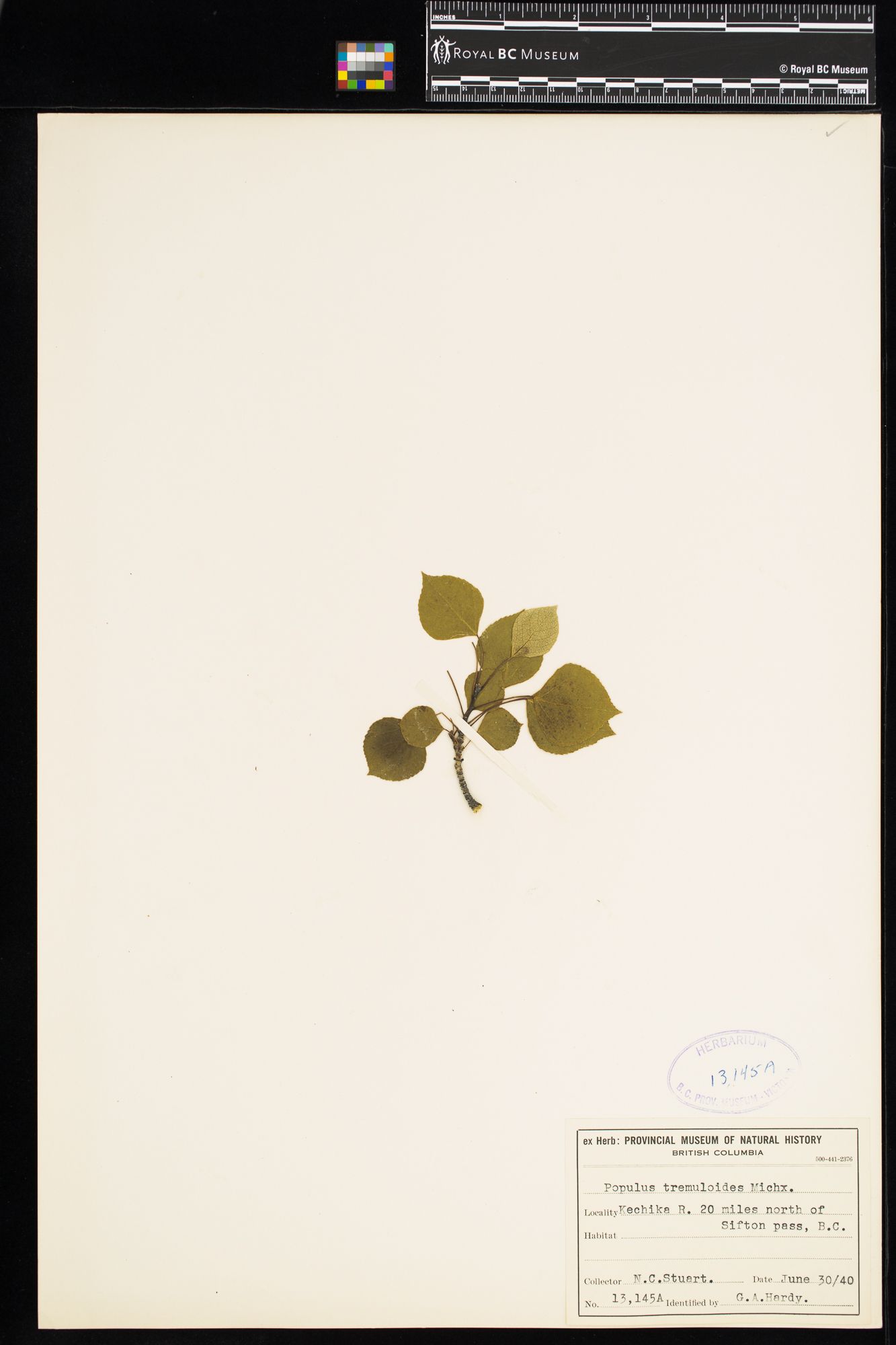 Image representing Populus tremuloides.