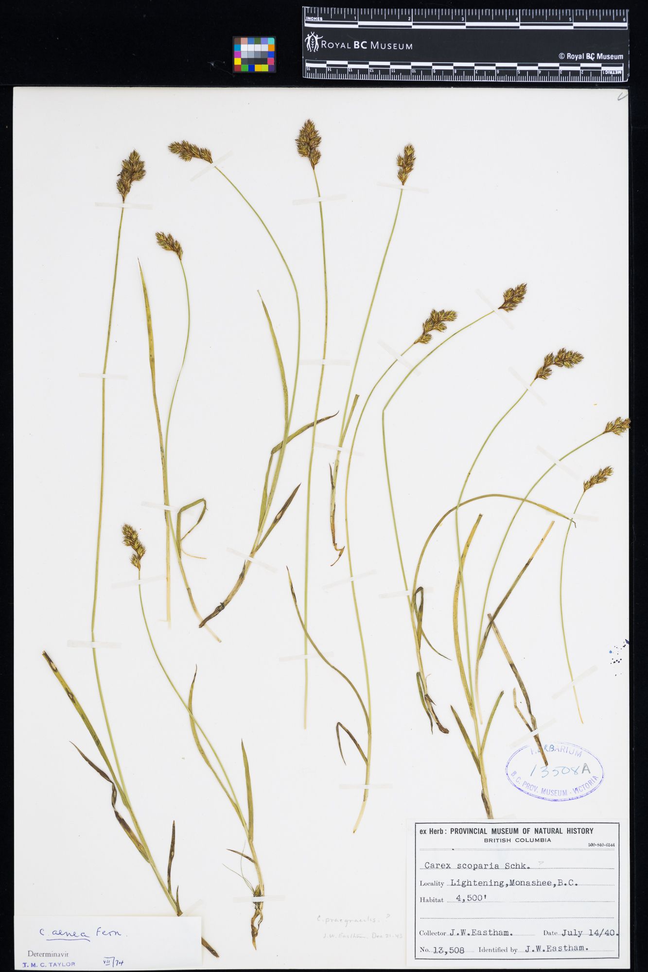 Image representing Epilobium lactiflorum.