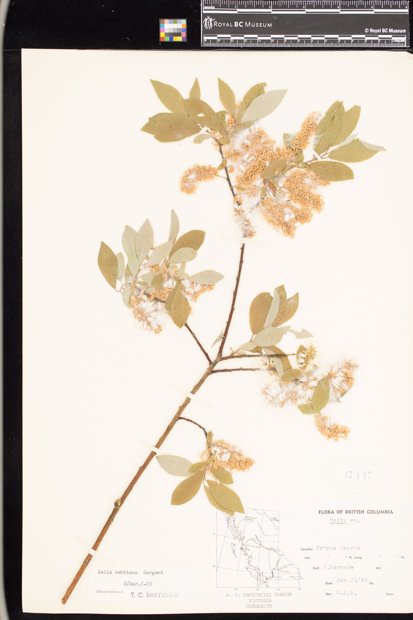 Image representing Salix bebbiana.