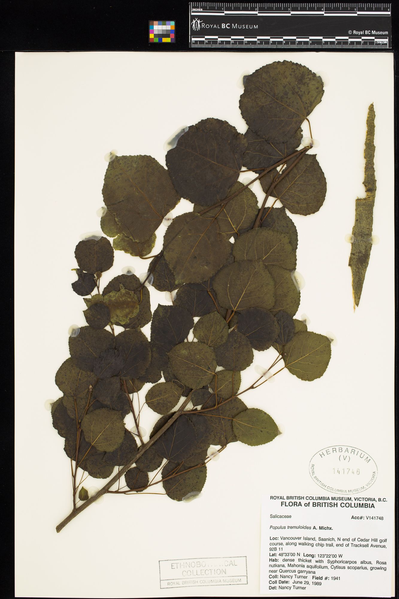 Image representing Populus tremuloides.