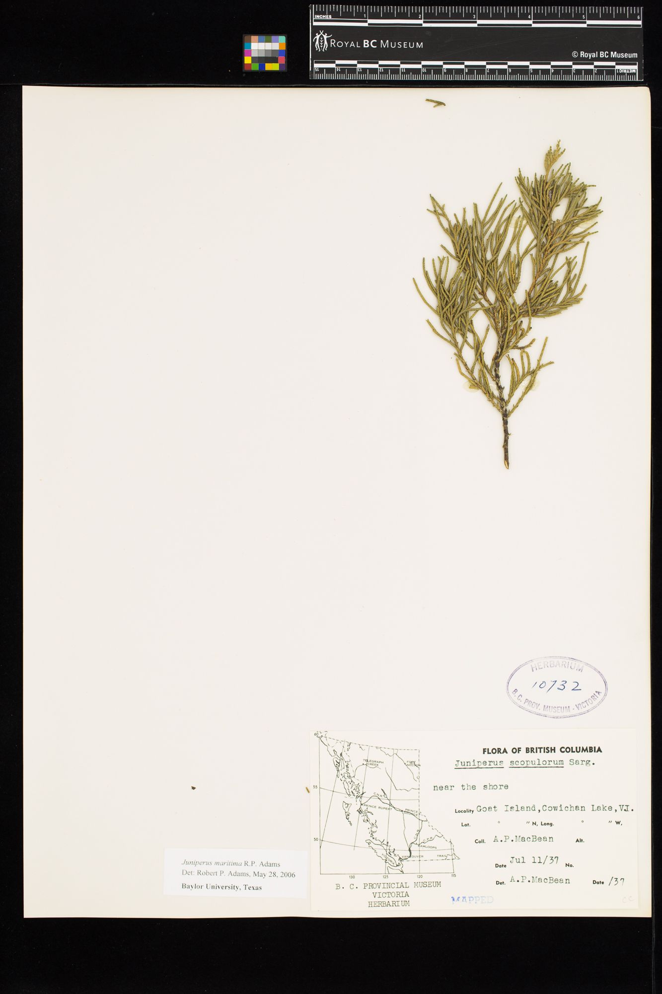 Image representing Juniperus scopulorum.