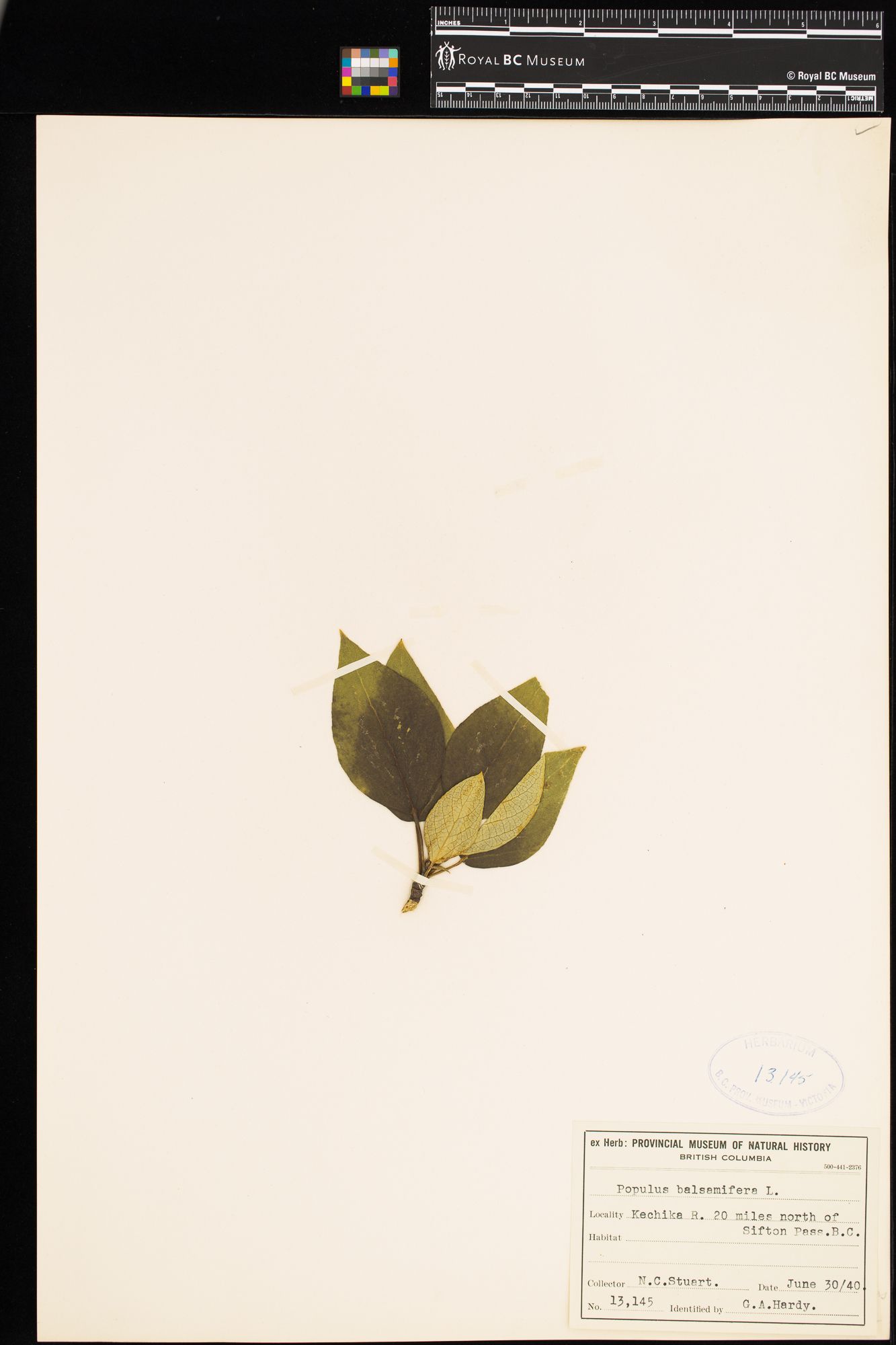 Image representing Populus balsamifera.