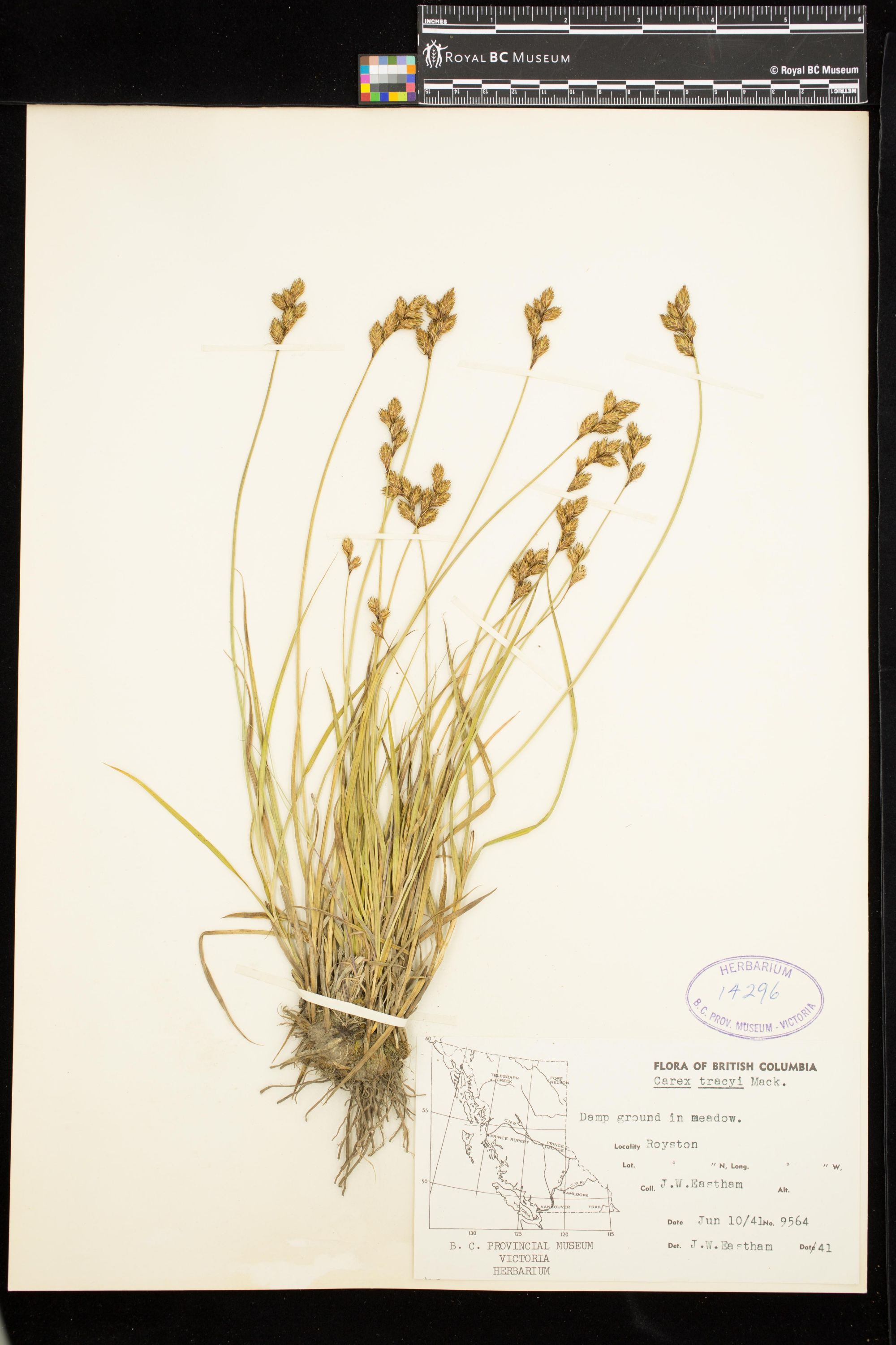 Image representing Carex ovalis.
