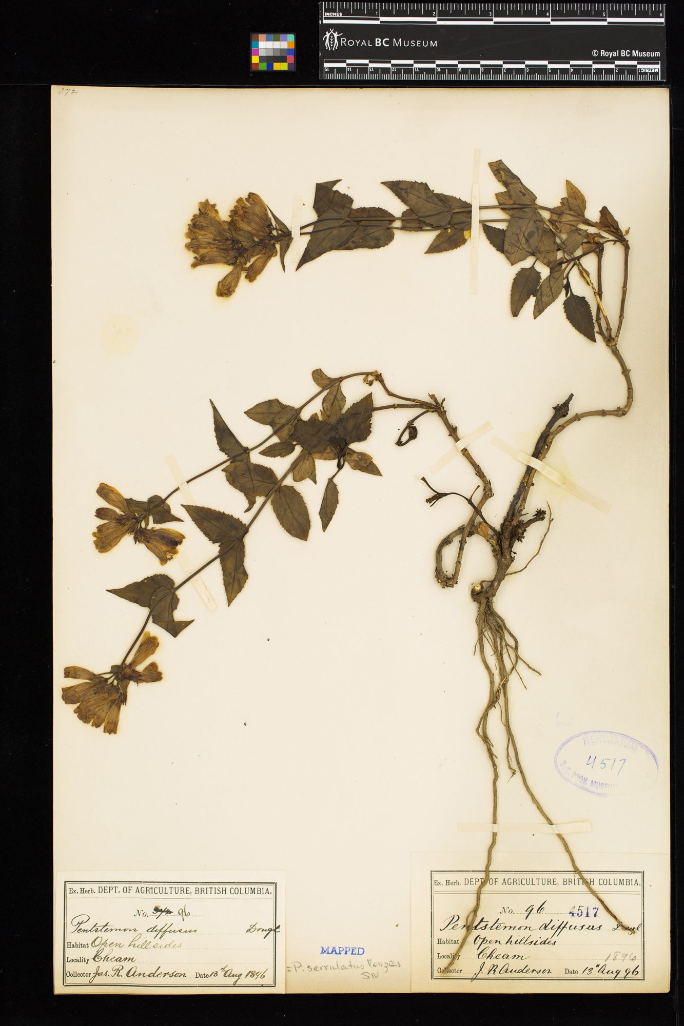 Image representing Penstemon serrulatus.