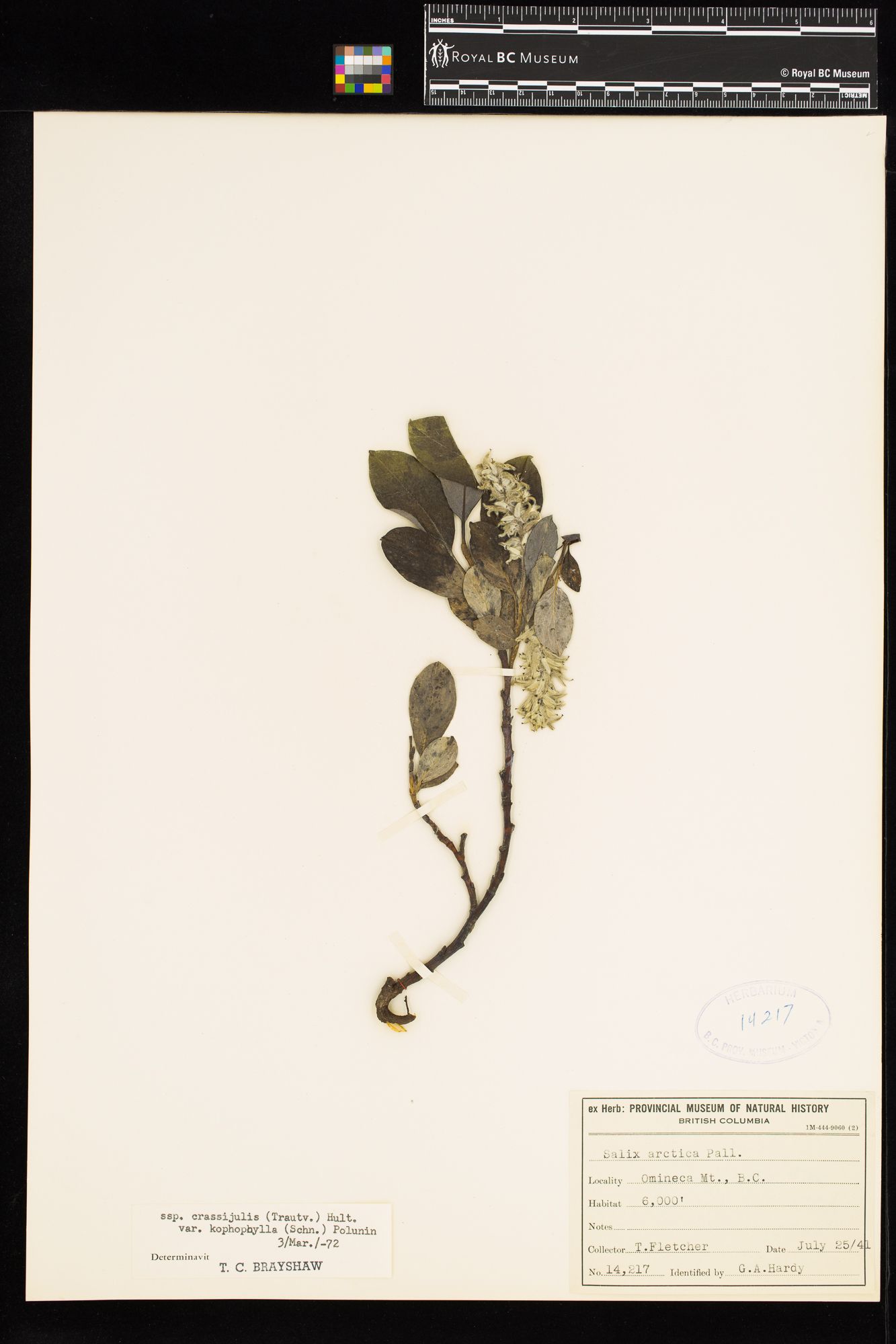 Image representing Salix arctica var. kophophylla.