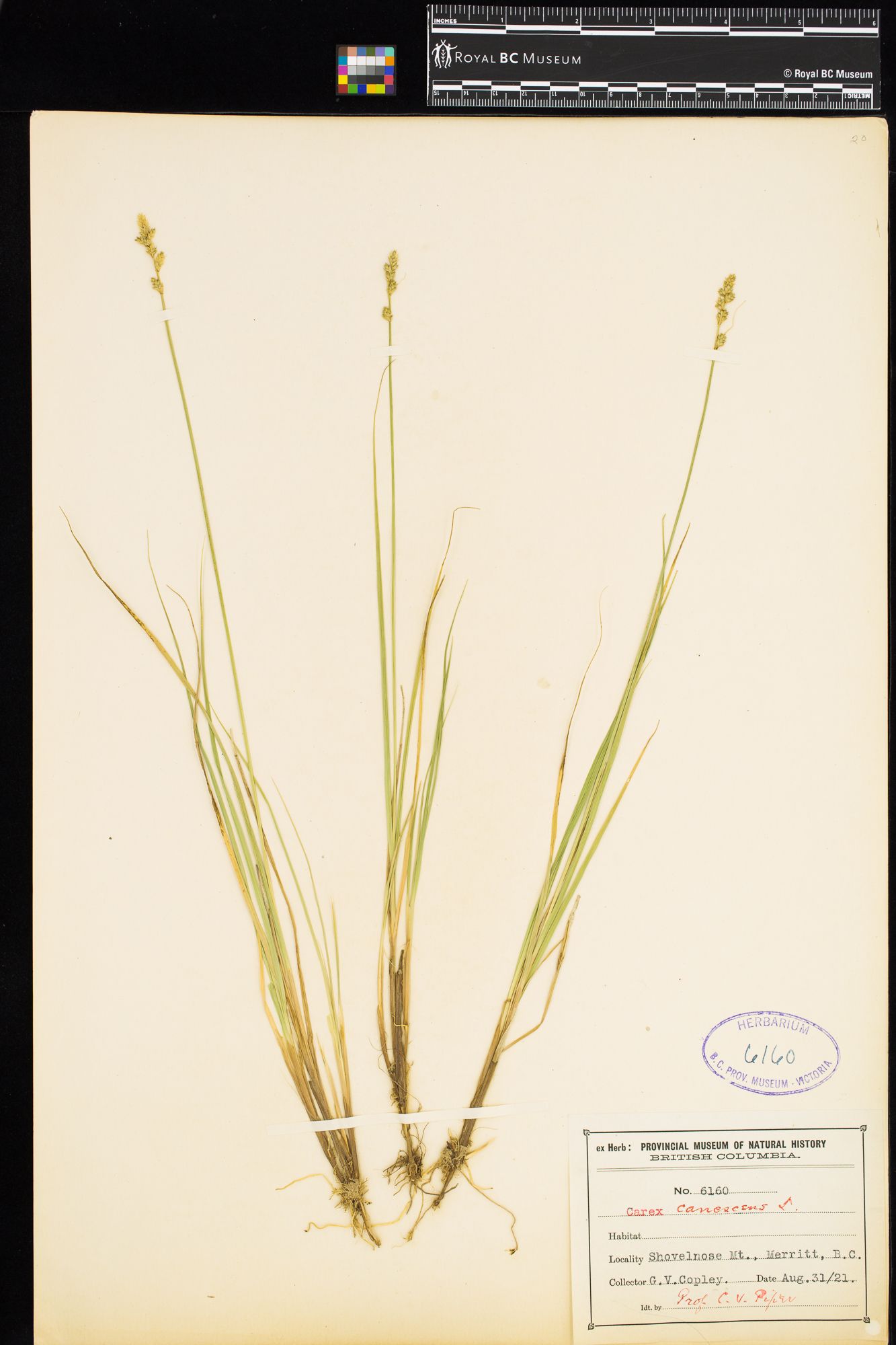 Image representing Carex canescens.