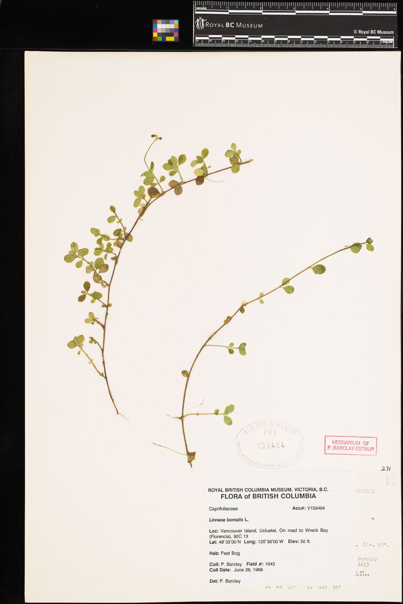 Image representing Linnaea borealis ssp. longiflora.