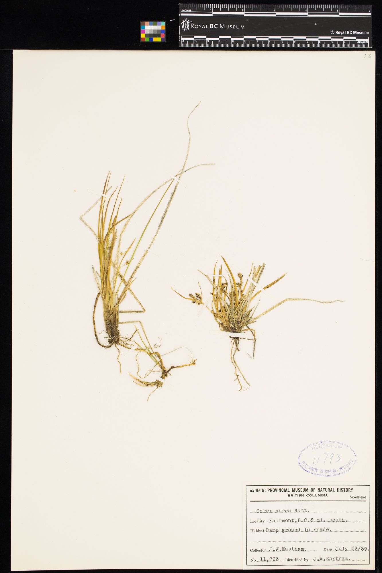 Image representing Carex aurea.