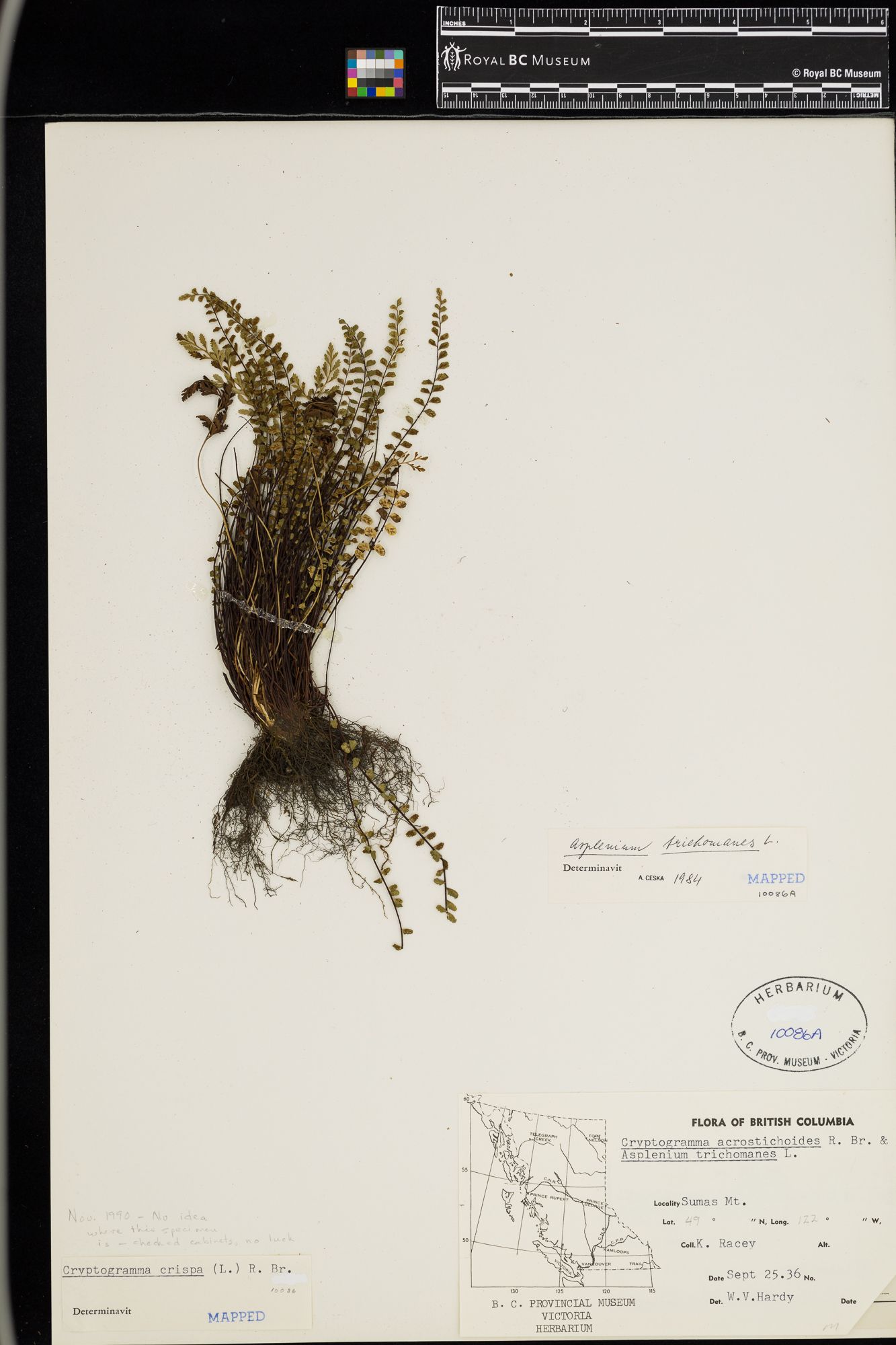 Image representing Asplenium trichomanes.