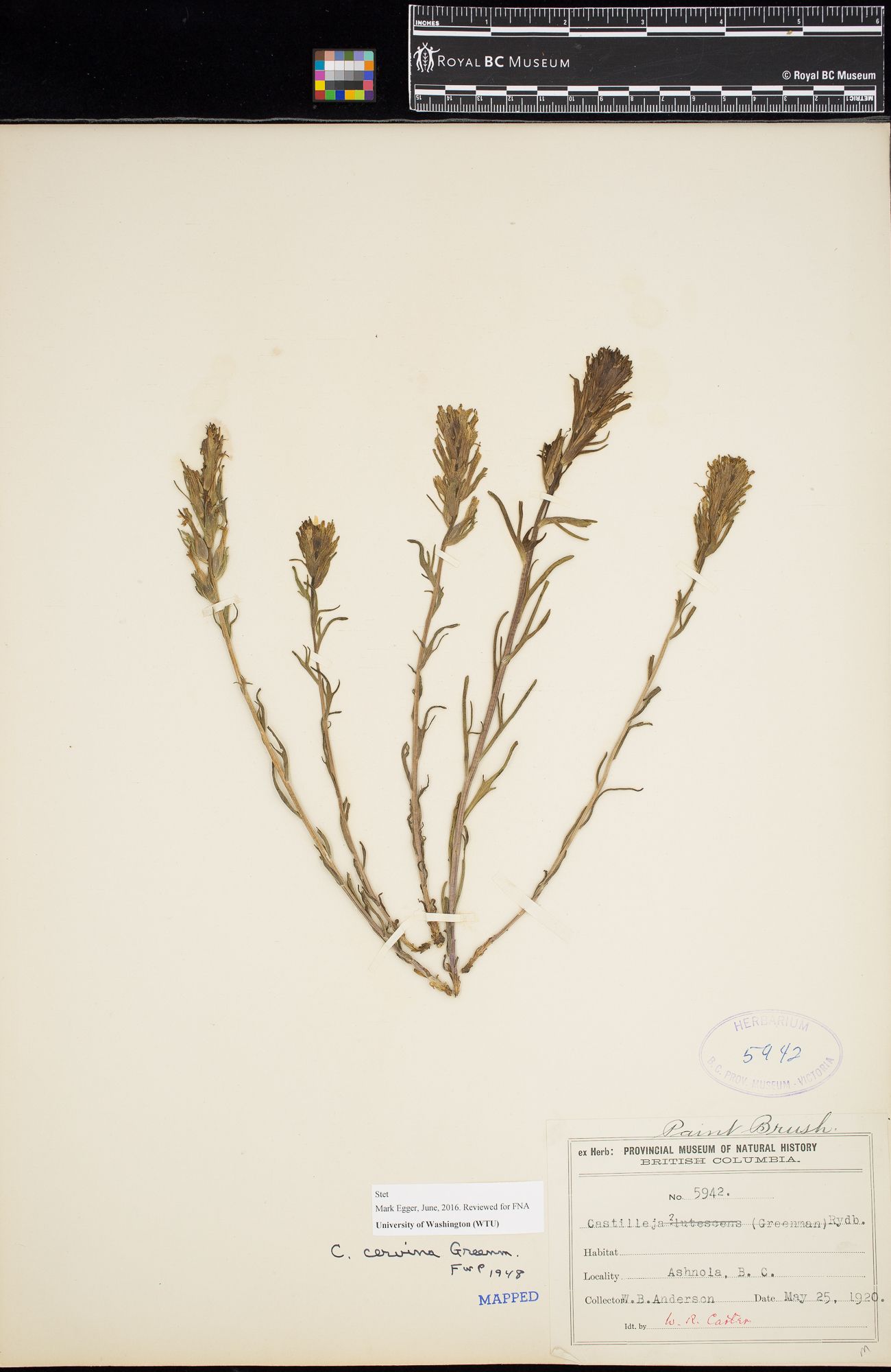 Image representing Castilleja cervina.