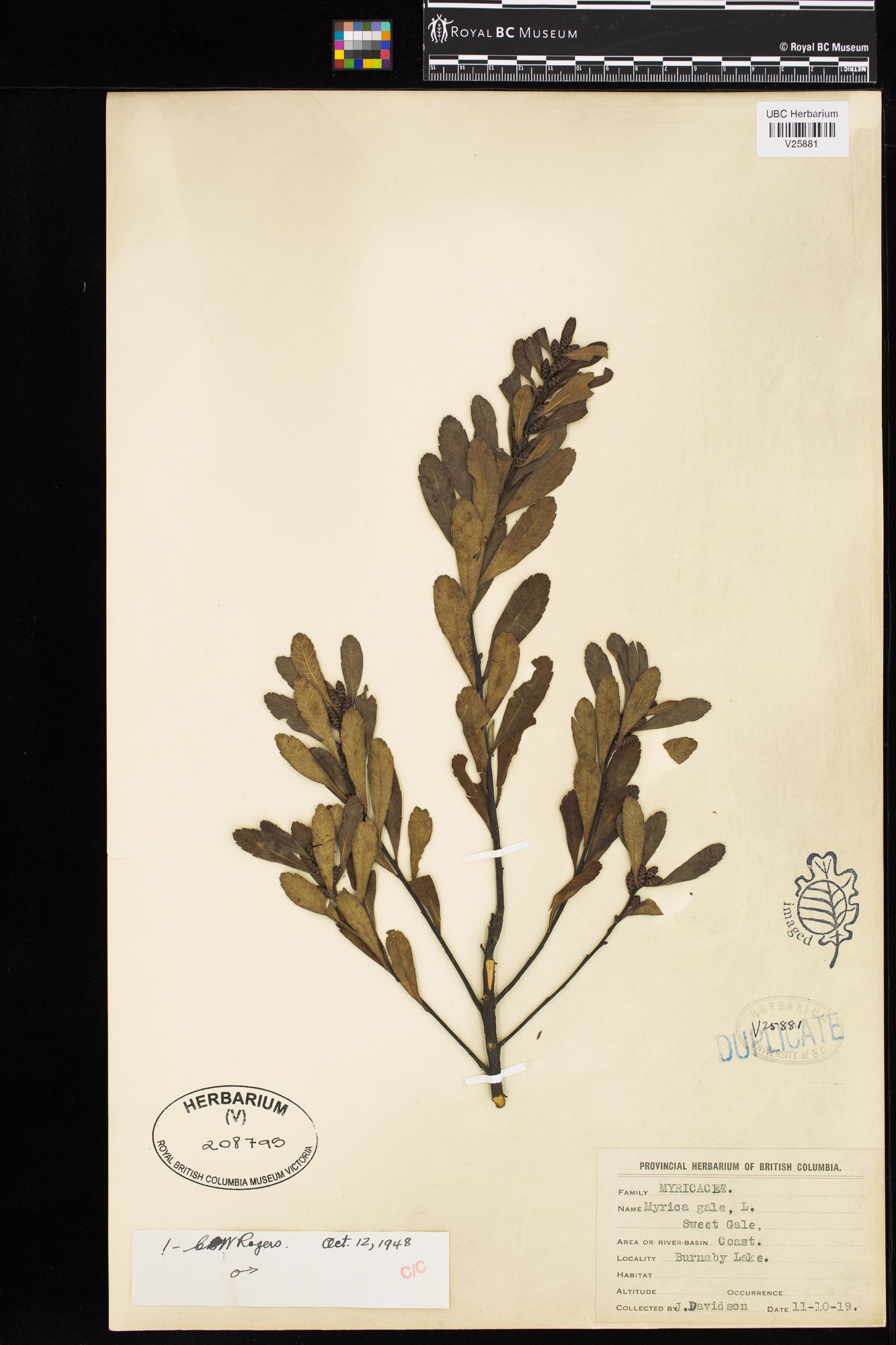 Image représentant Myrica gale