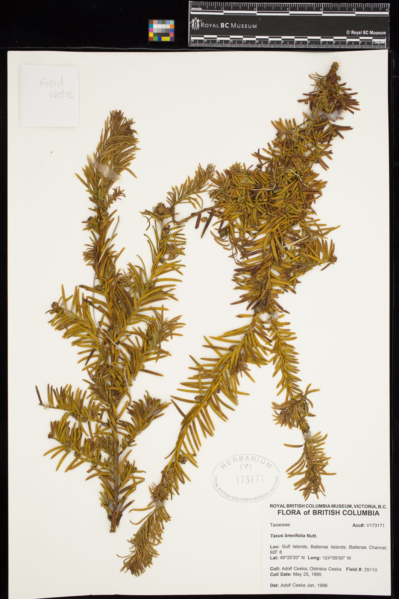Image representing Taxus brevifolia.