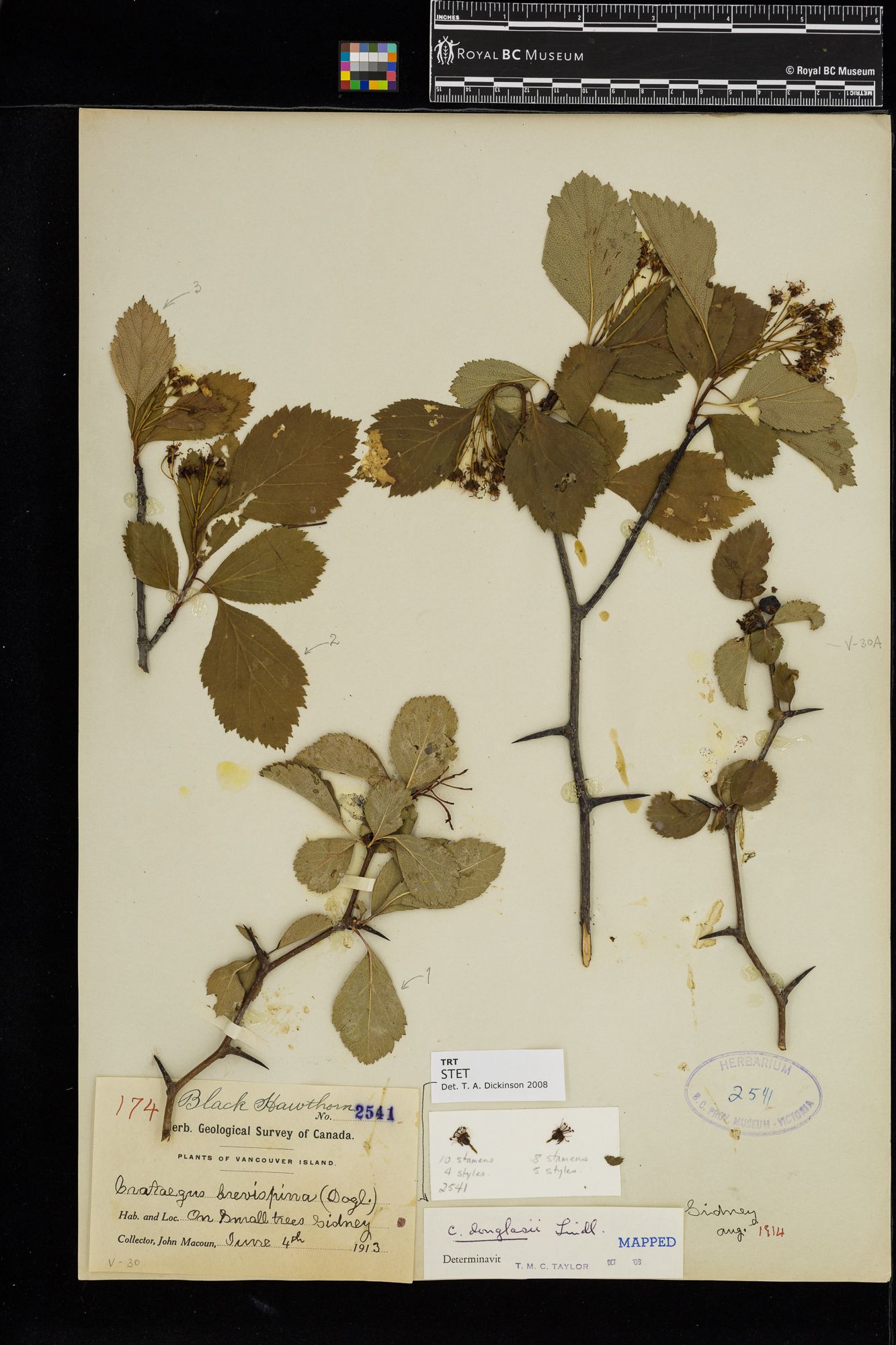 Image representing Crataegus douglasii.