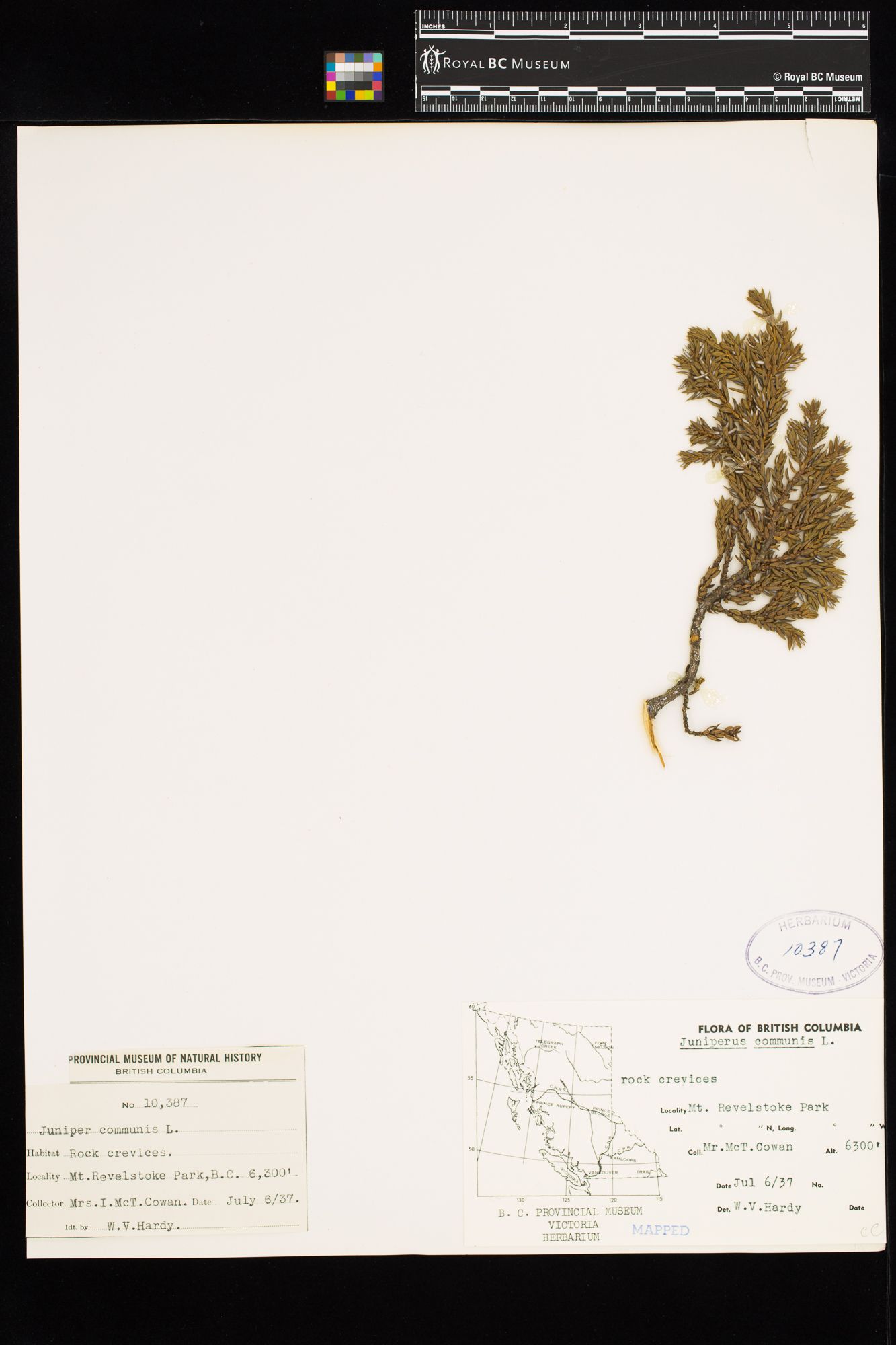 Image representing Juniperus communis.