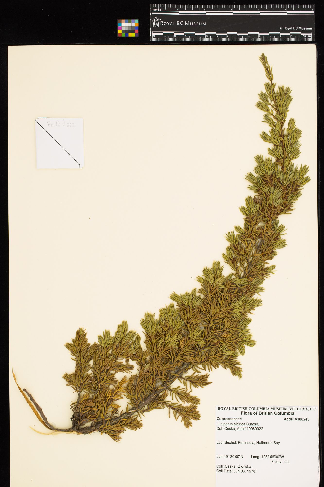 Image representing Juniperus sibirica.