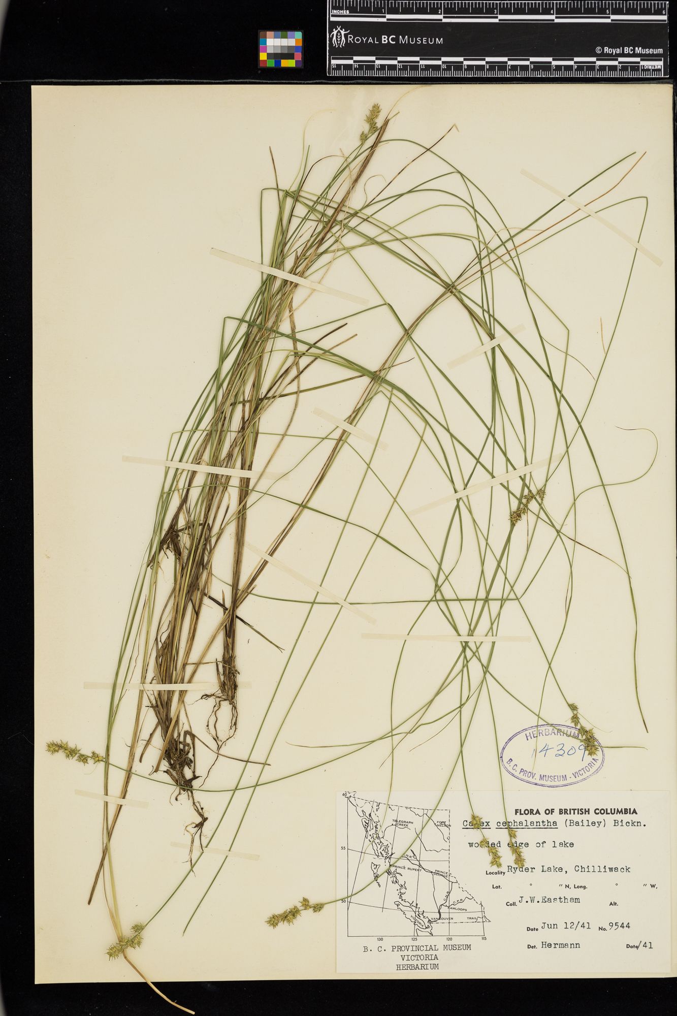 Image representing Carex castanea.