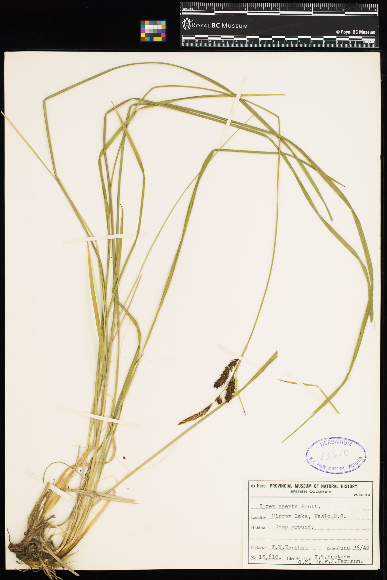 Image representing Carex aperta.