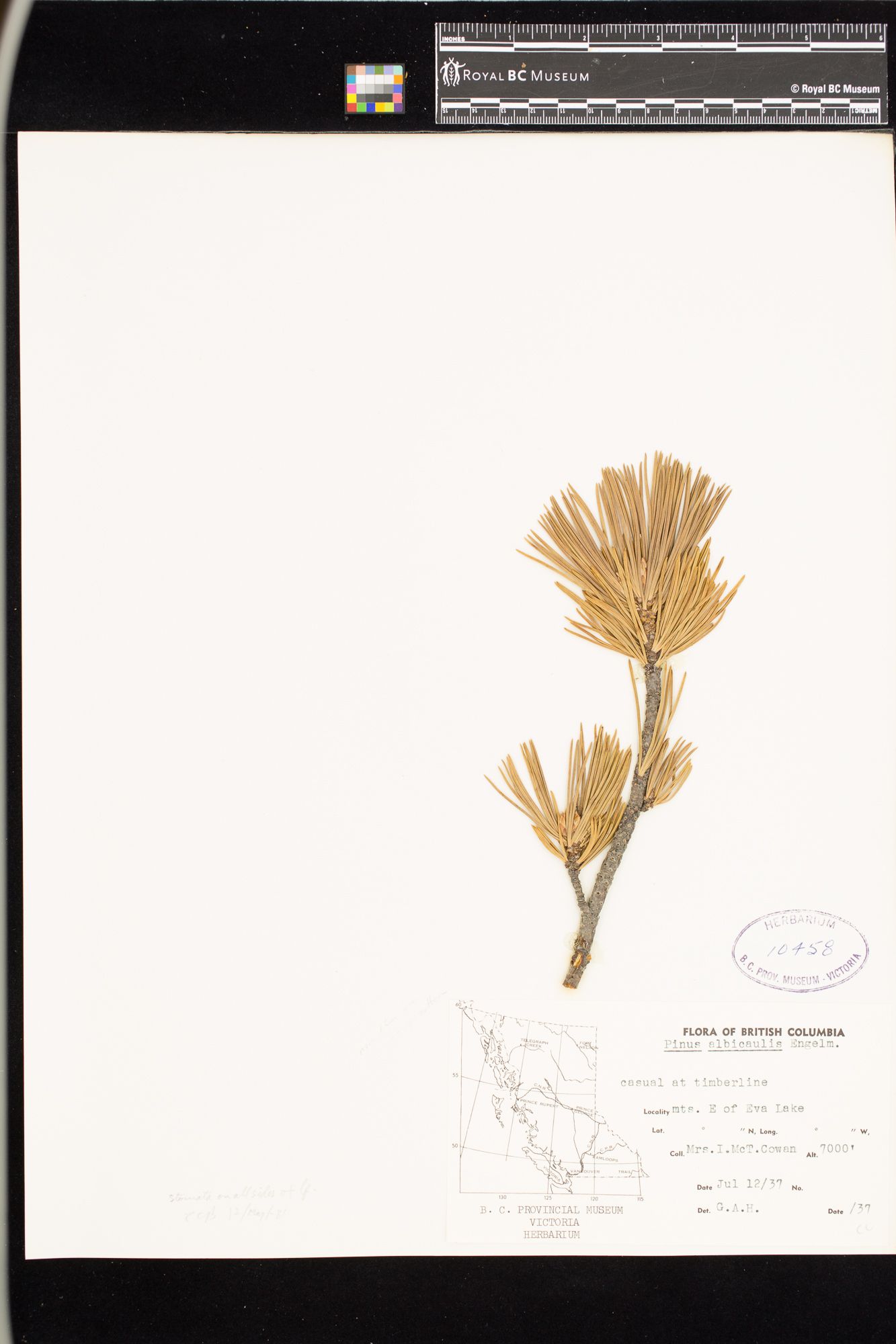 Image representing Pinus albicaulis.