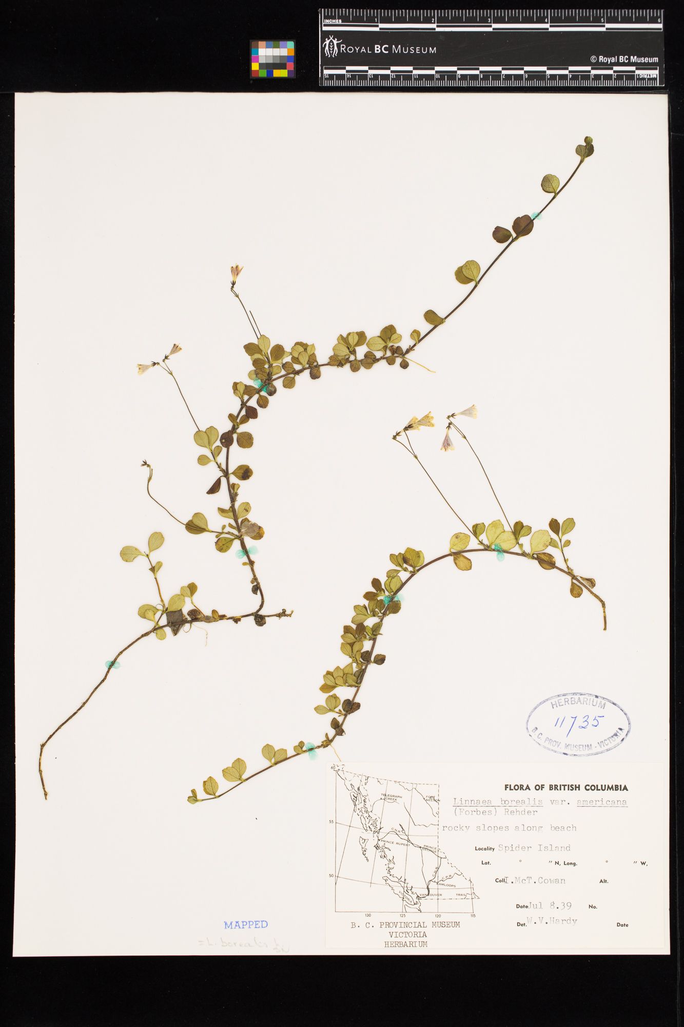 Image representing Linnaea borealis ssp. longiflora.