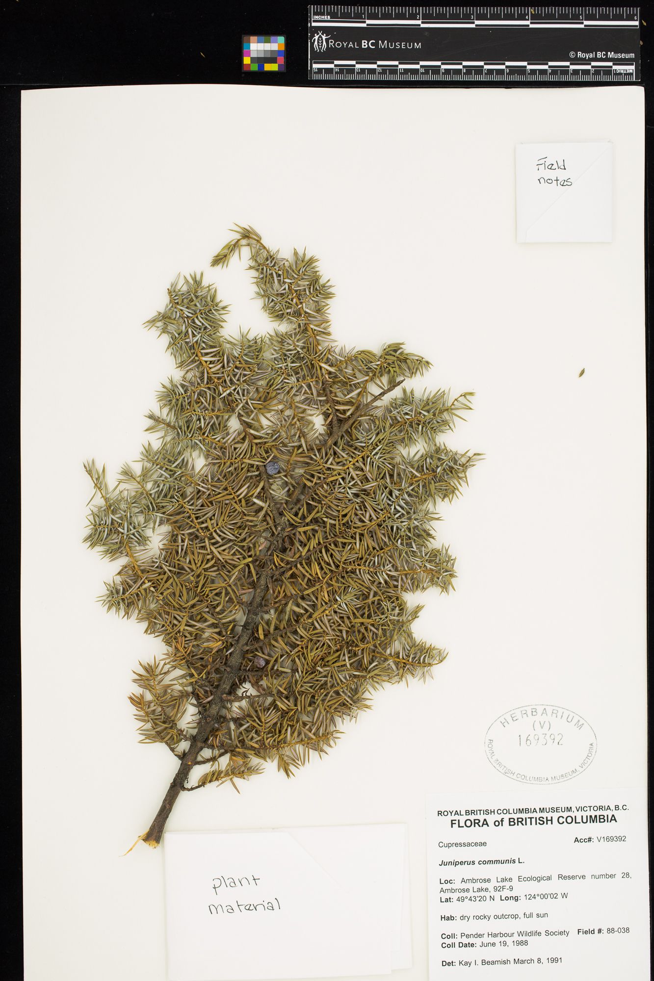 Image representing Juniperus communis.