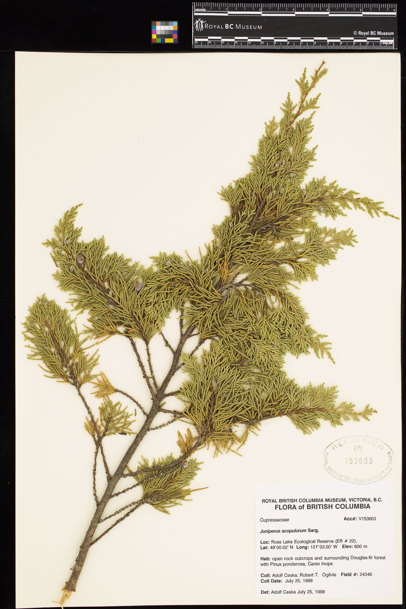 Image representing Juniperus scopulorum.