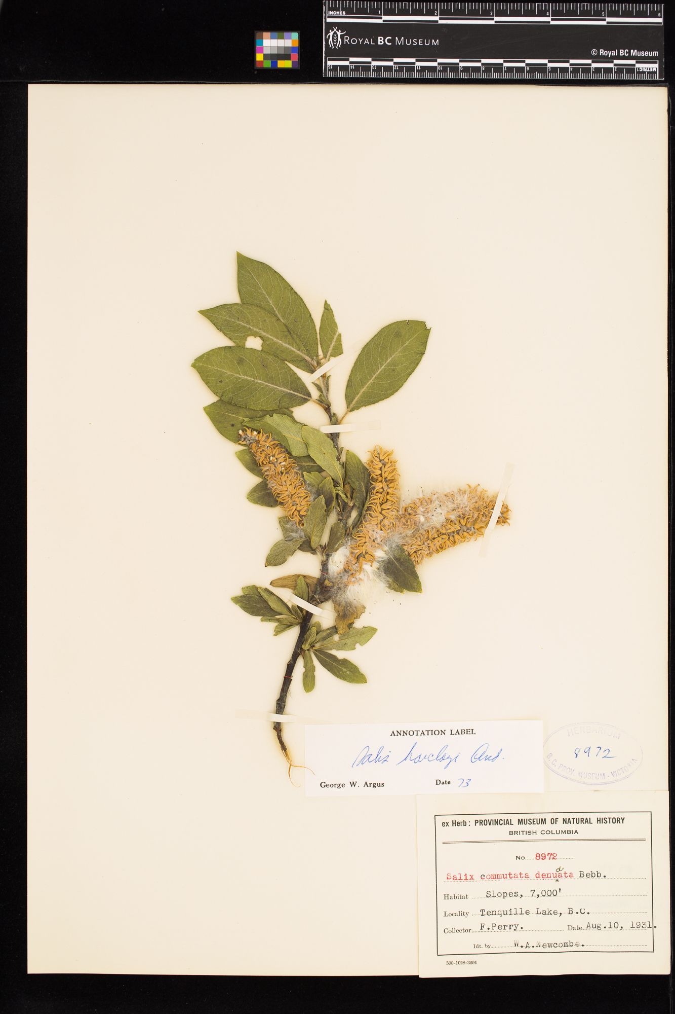 Image representing Salix barclayi.