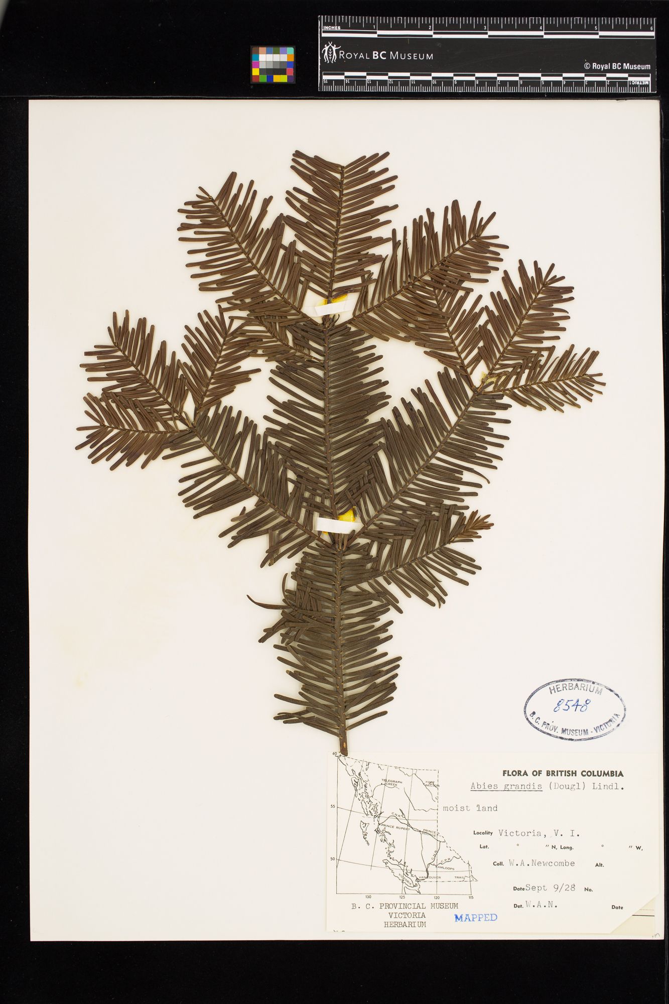 Image representing Abies grandis.