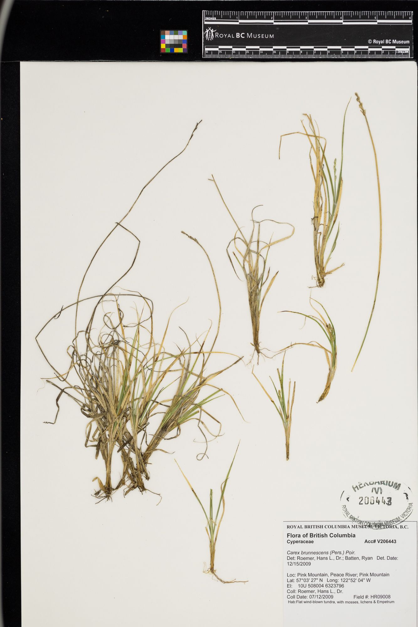 Image representing Galium trifidum ssp. trifidum.