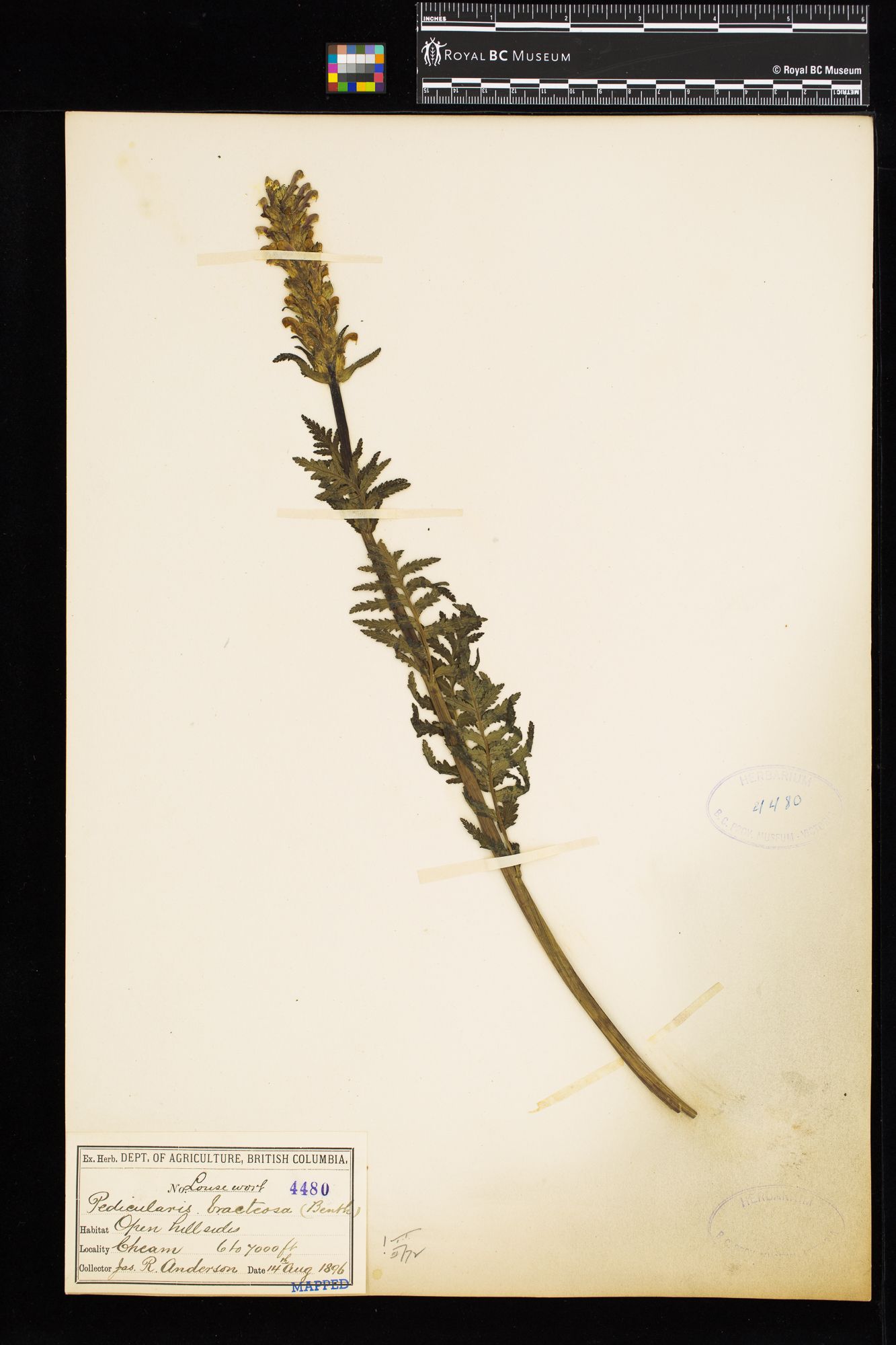 Image representing Pedicularis bracteosa.