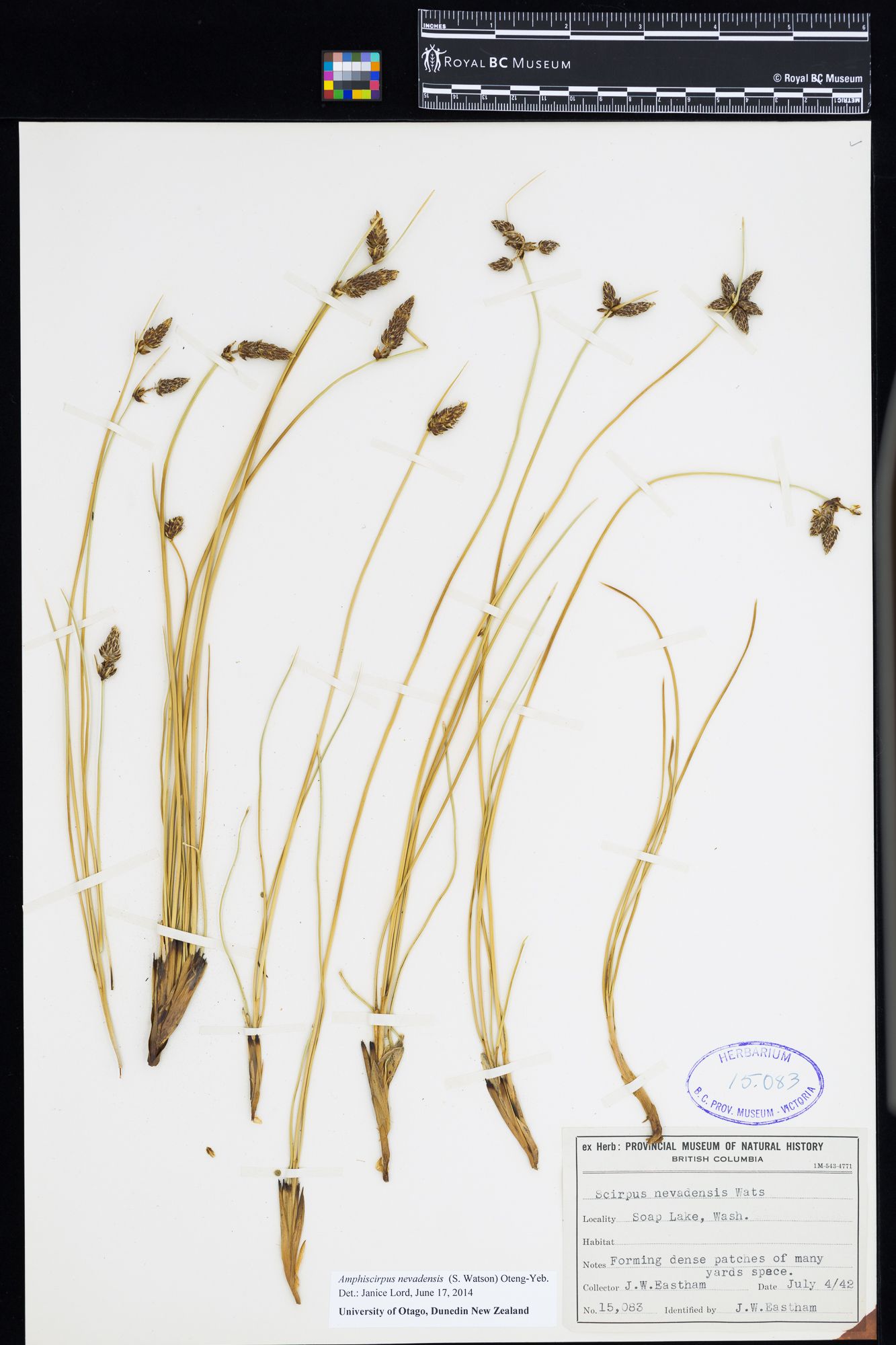 Image representing Amphiscirpus nevadensis.