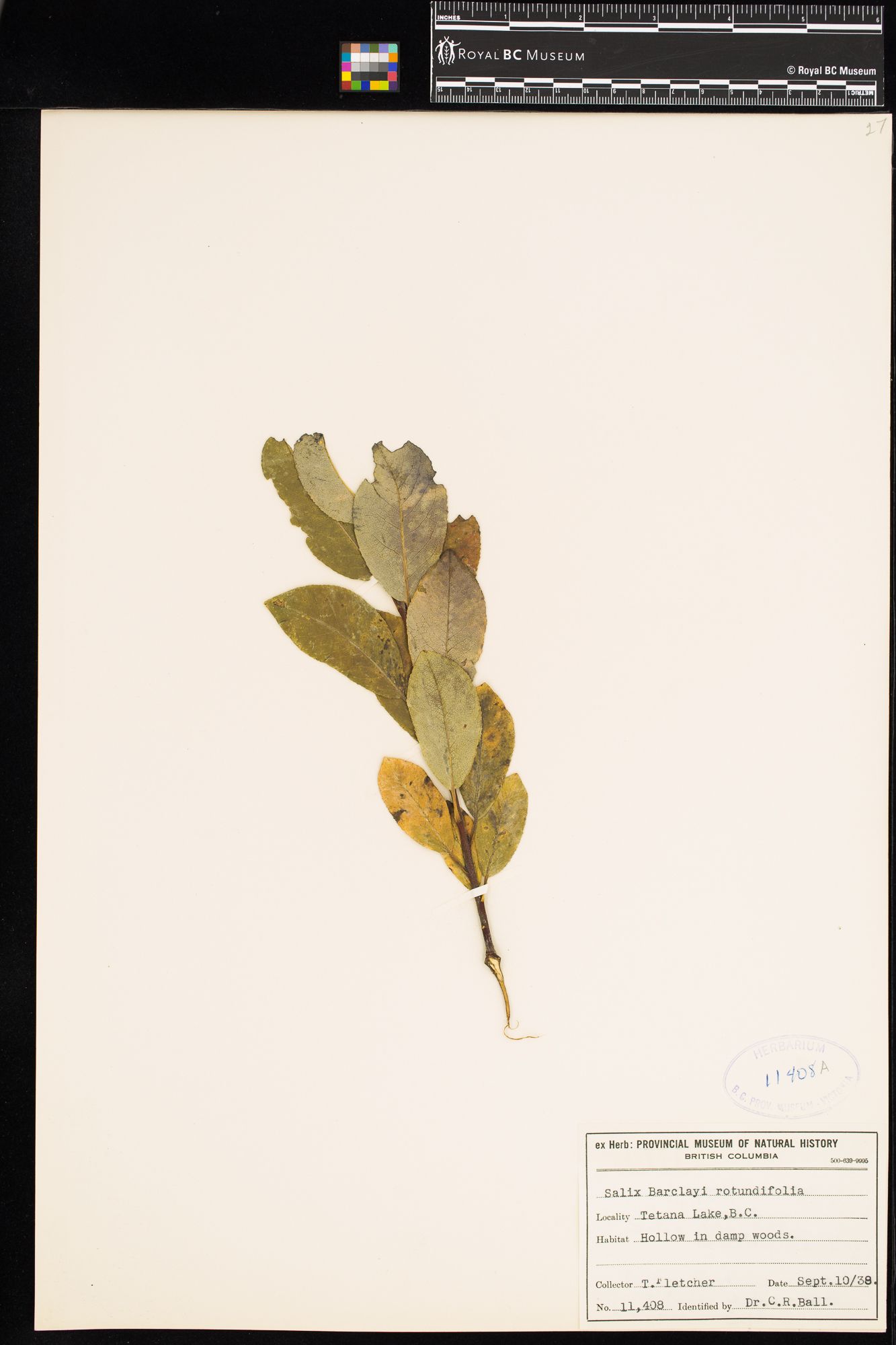 Image representing Salix barclayi.