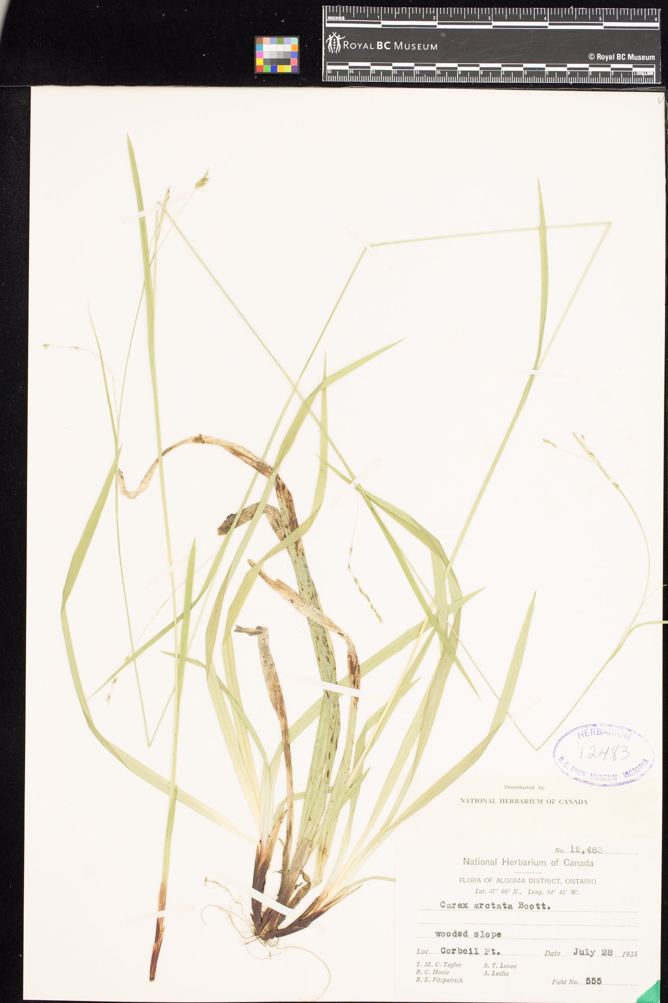 Image representing Carex arctata.
