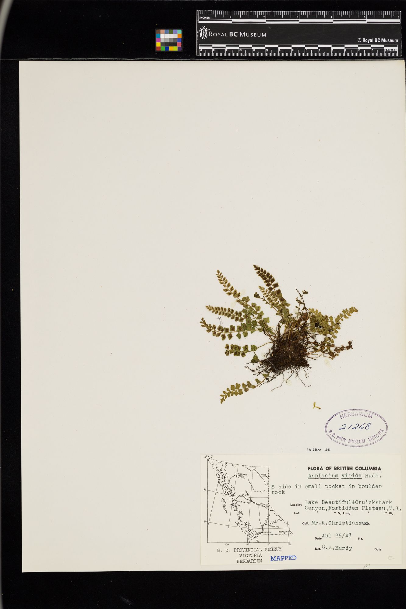 Image representing Asplenium viride.