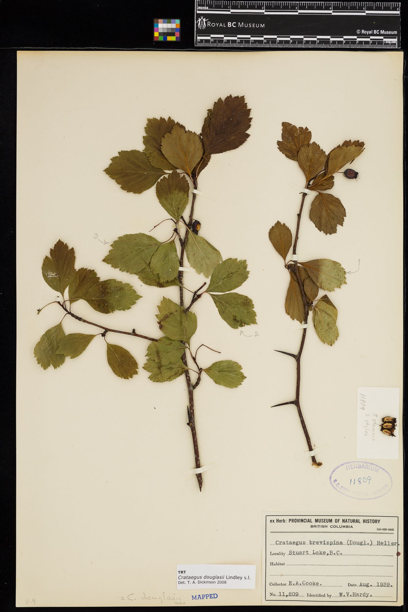 Image representing Crataegus douglasii.