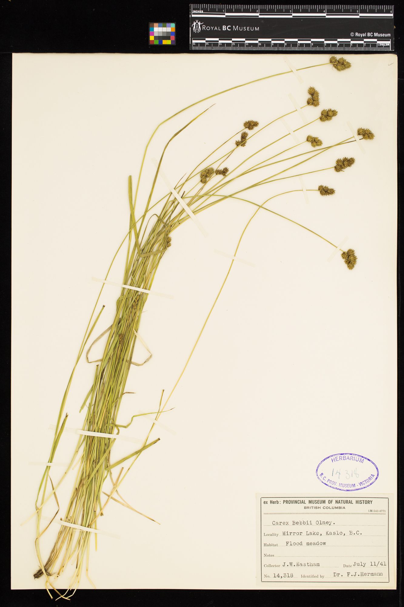 Image representing Carex bebbii.
