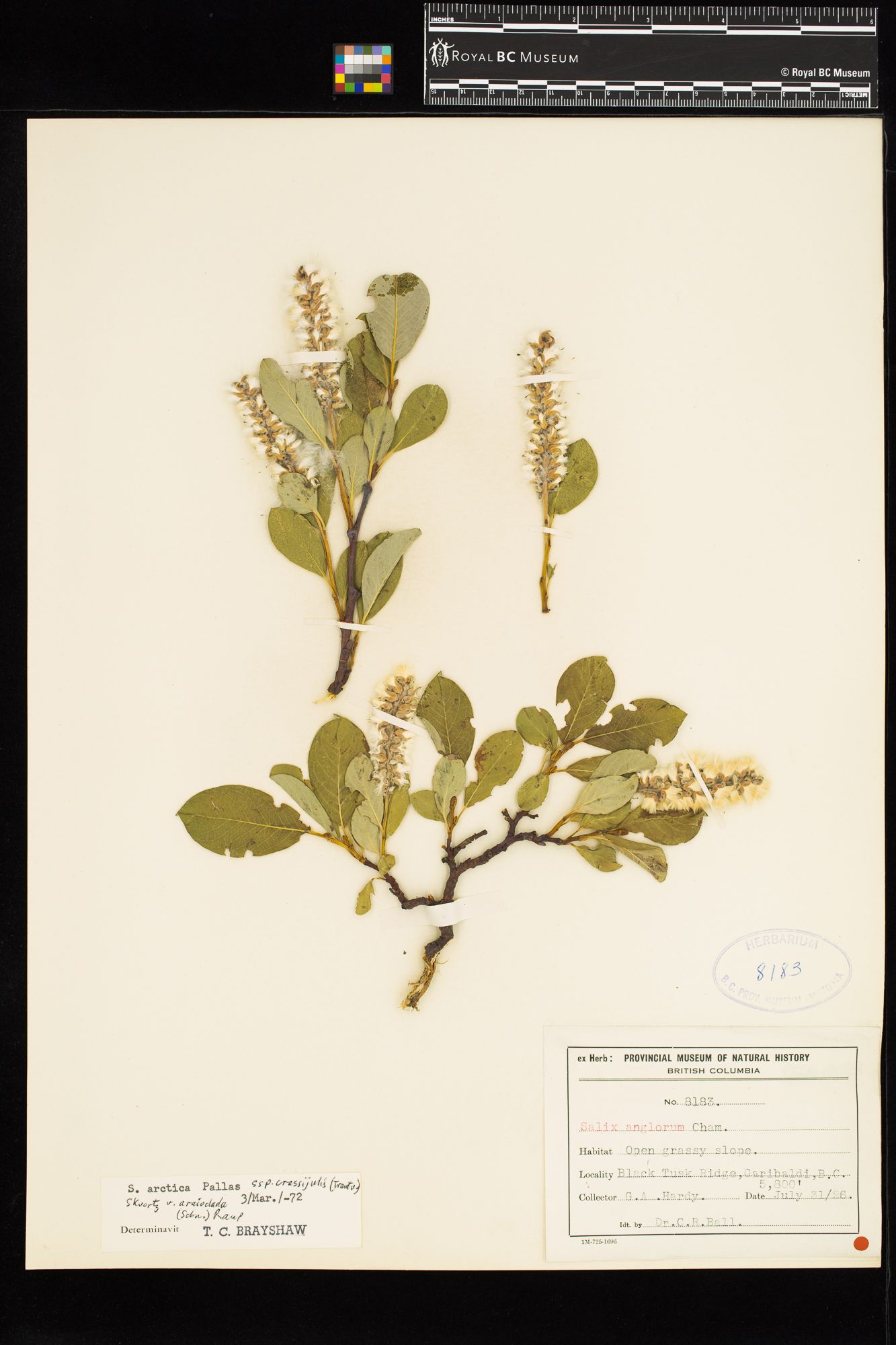 Image representing Salix arctica ssp. crassijulis.