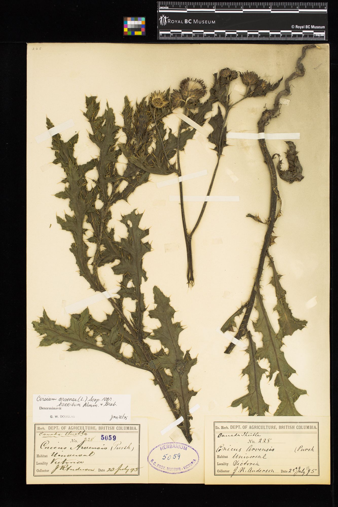 Image representing Cirsium arvense var. horridum.