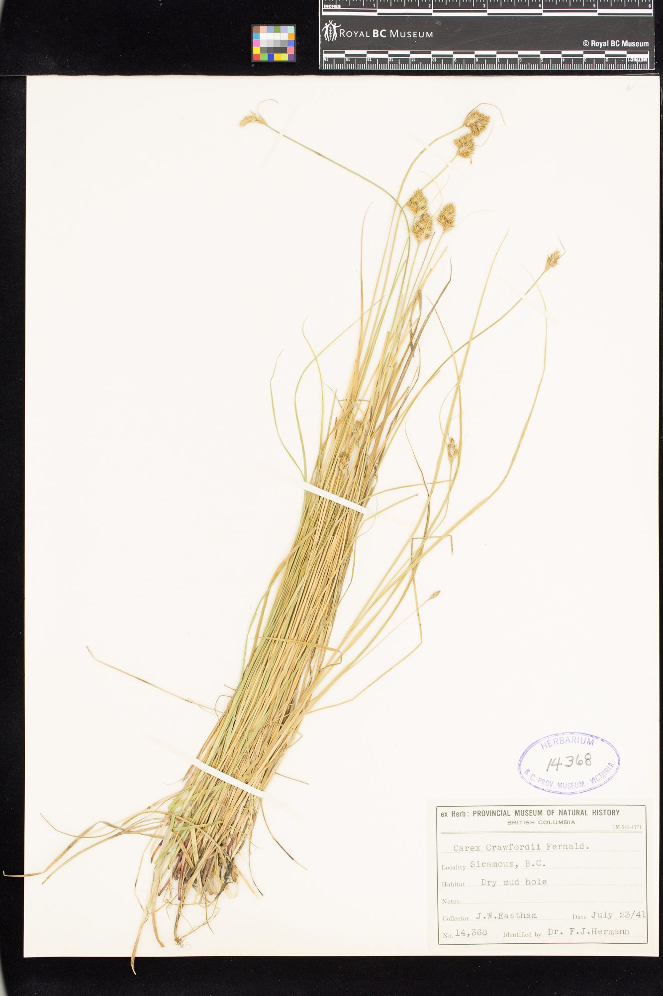 Image representing Carex crawfordii.