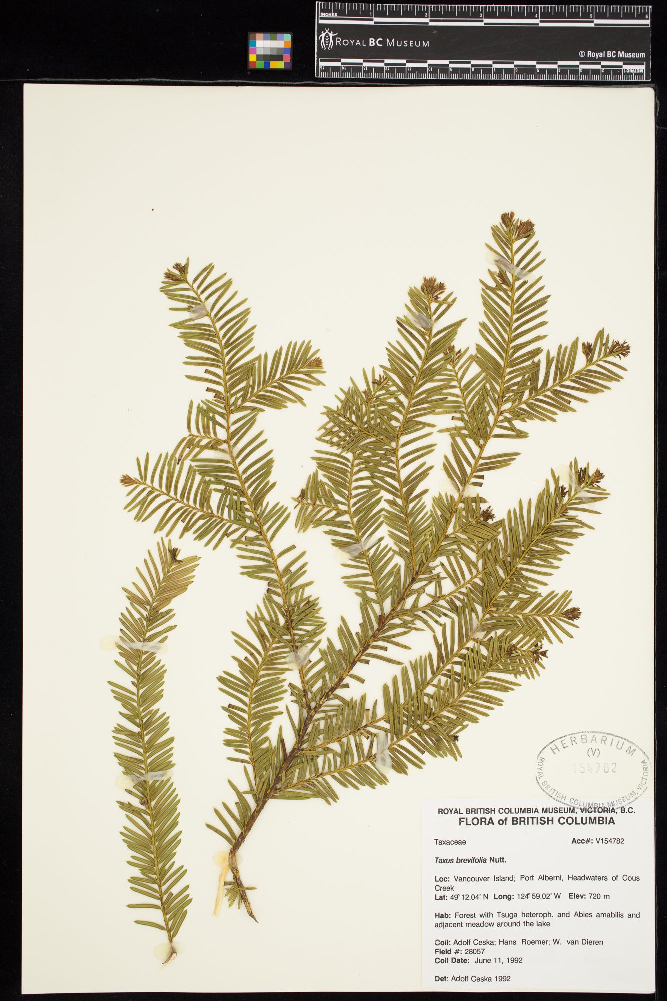 Image representing Taxus brevifolia.