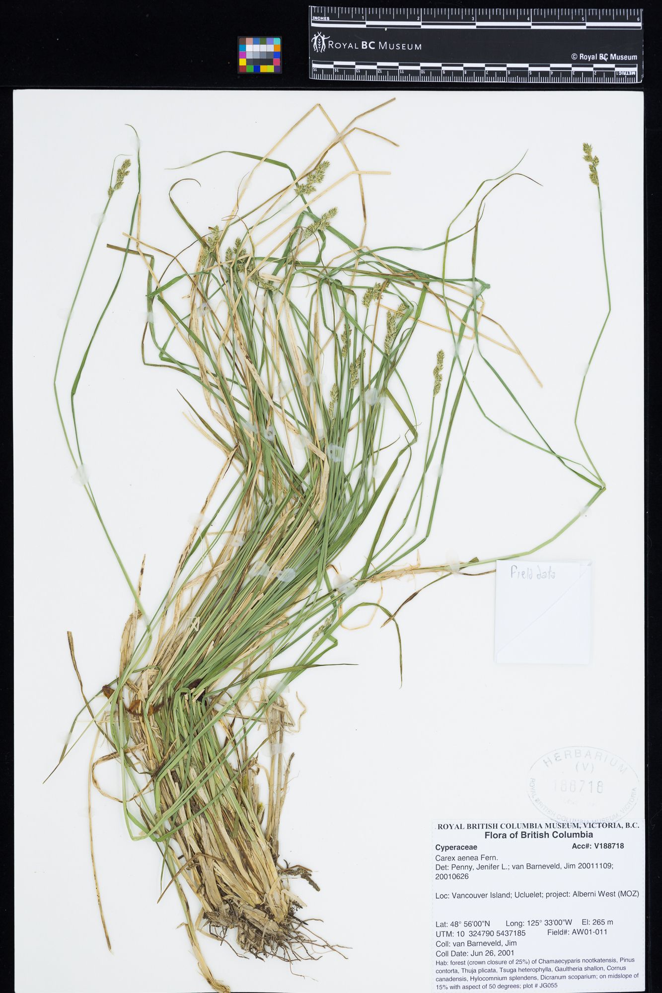Image representing Carex aenea.