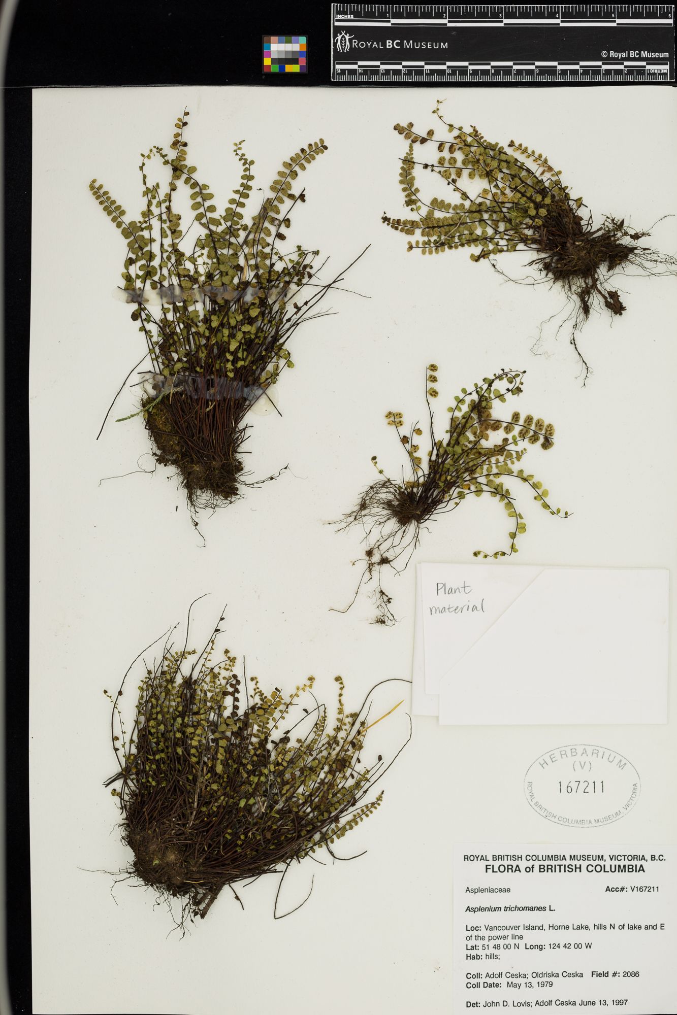 Image representing Asplenium trichomanes.