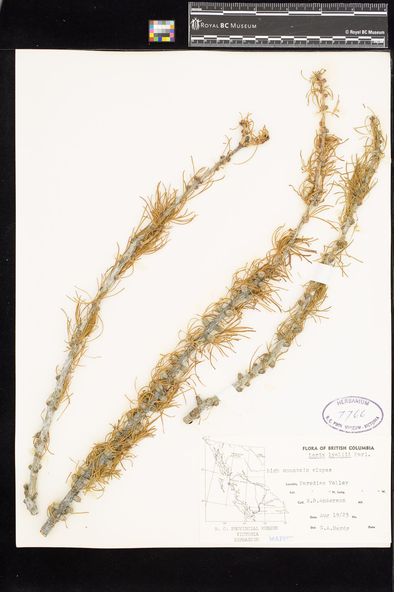 Image representing Larix lyalii.