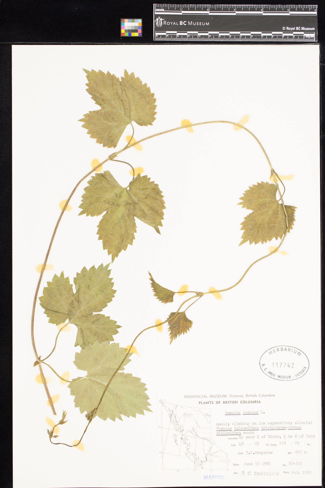 Image représentant Humulus lupulus