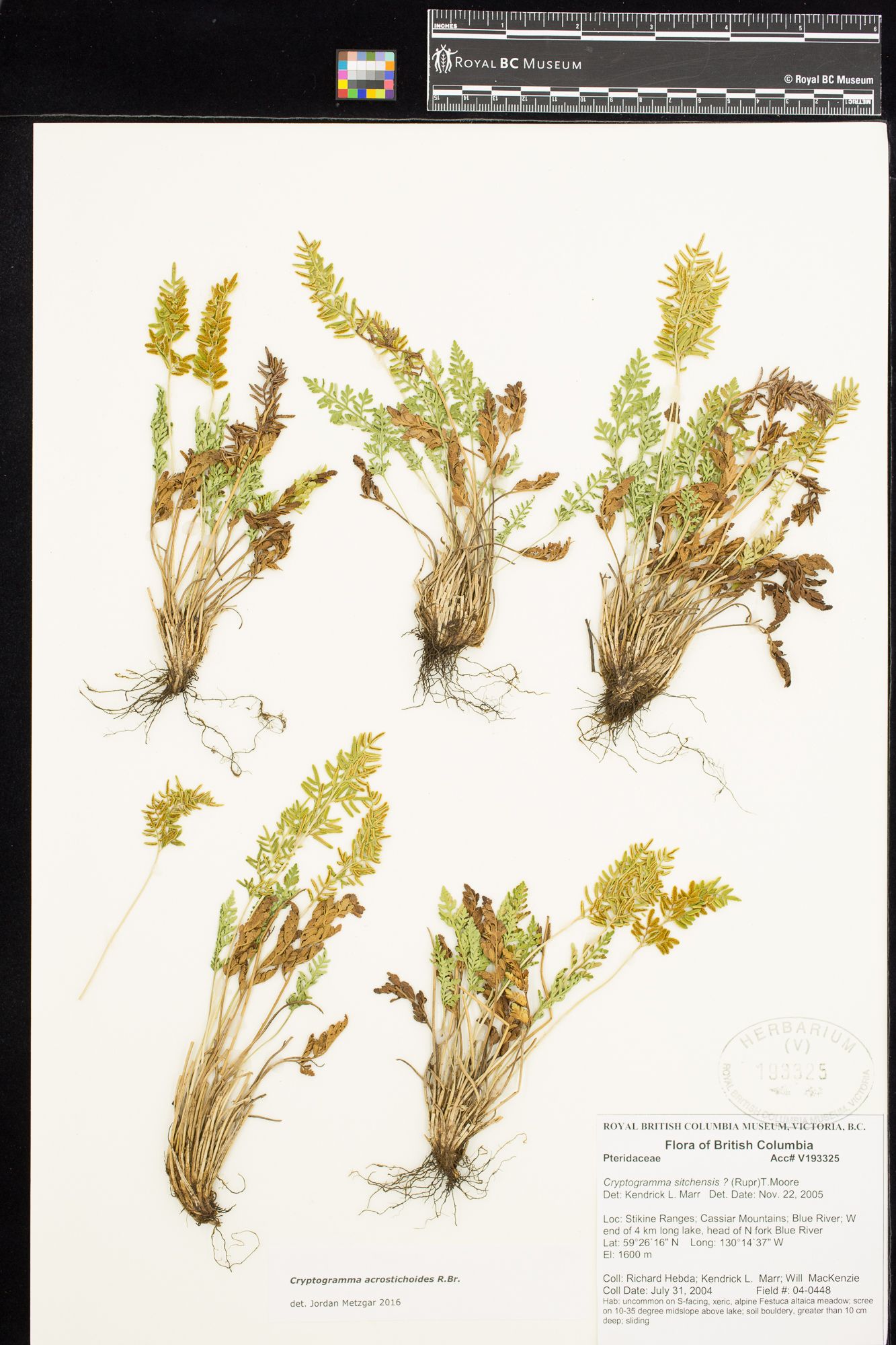 Image representing Cryptogramma acrostichoides.