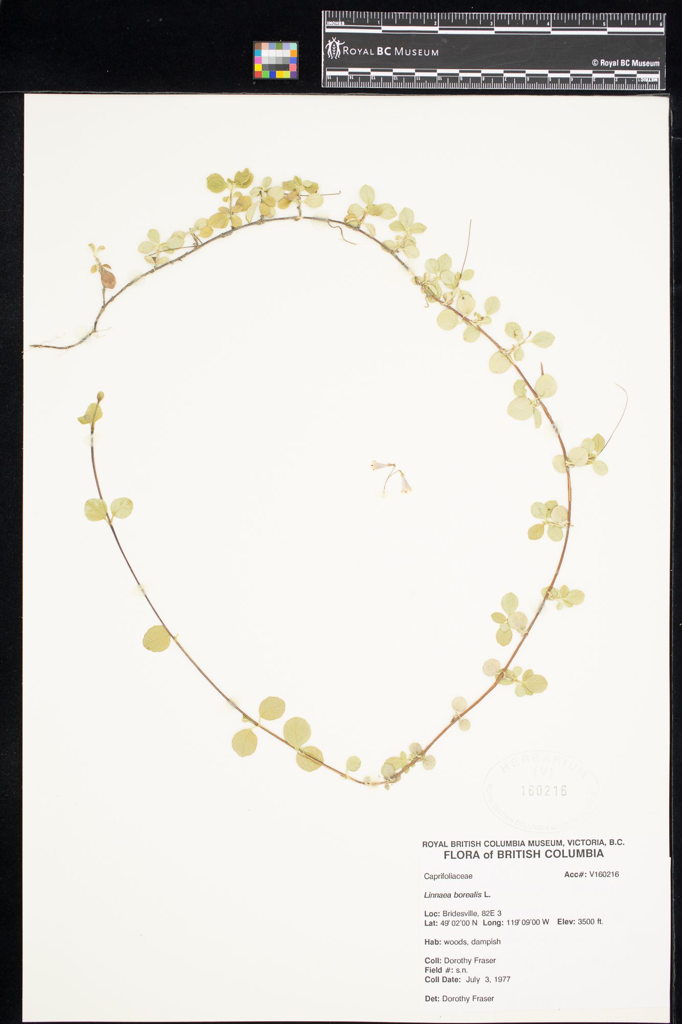 Image representing Linnaea borealis ssp. longiflora.