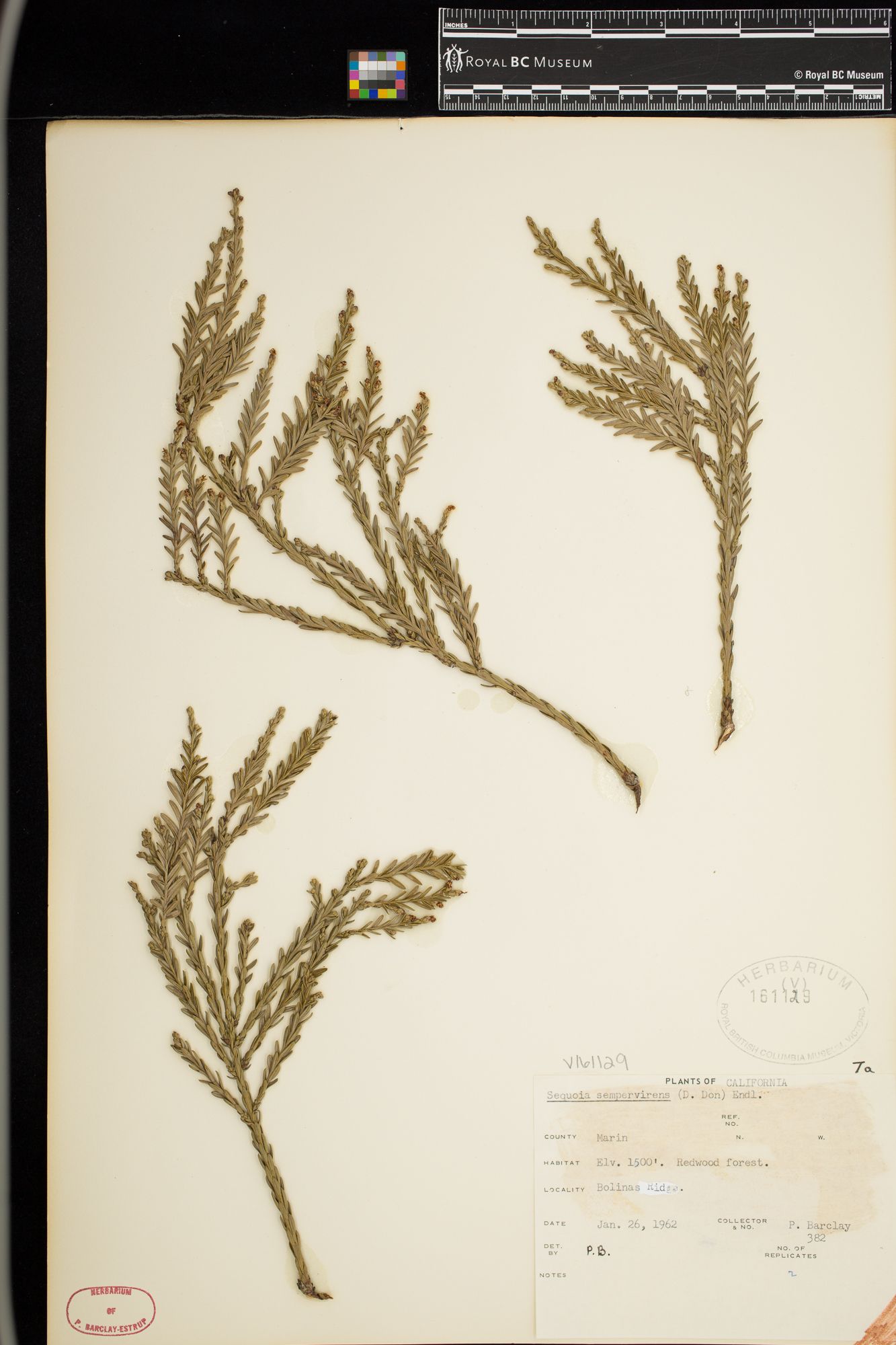 Image representing Sequoia sempervirens.