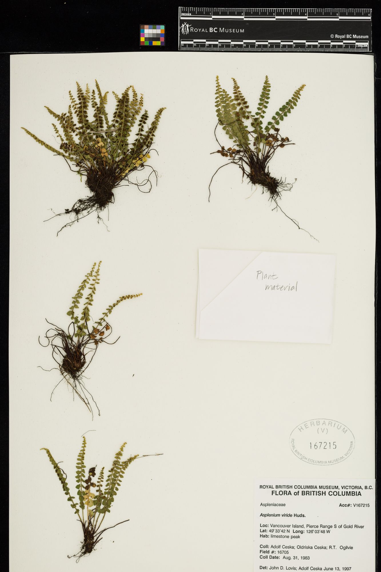 Image representing Asplenium viride.